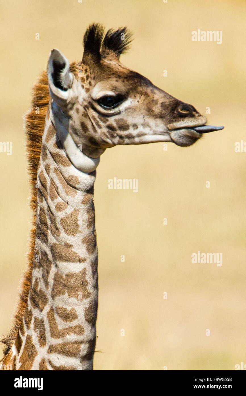Preside di Masai giraffe (Giraffa camelopardalis tippelskirchii), Parco Nazionale Serengeti, Tanzania, Africa Foto Stock
