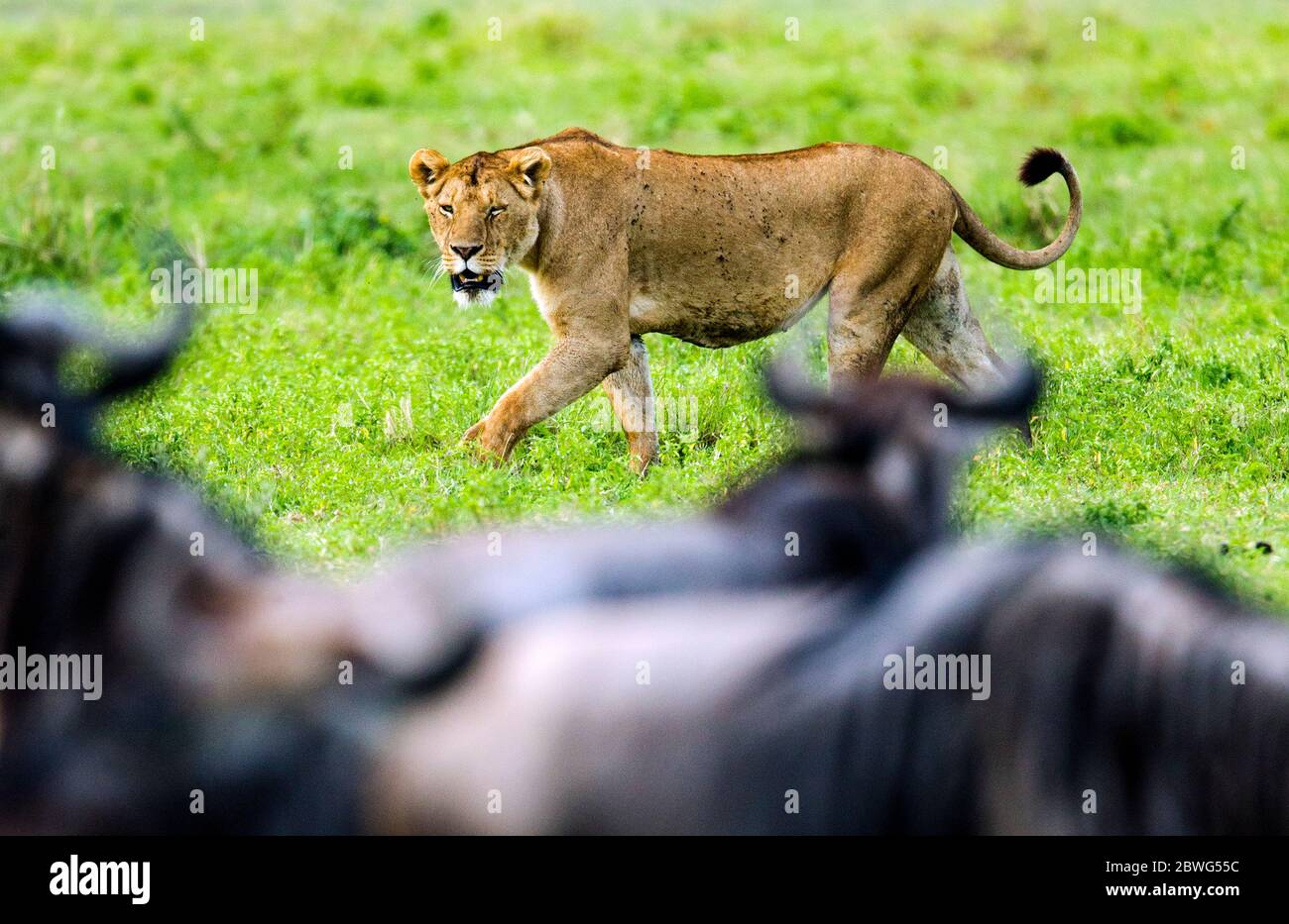 Leonessa (Panthera leo) a caccia di antilopi, Ngorongoro Conservation Area, Tanzania, Africa Foto Stock