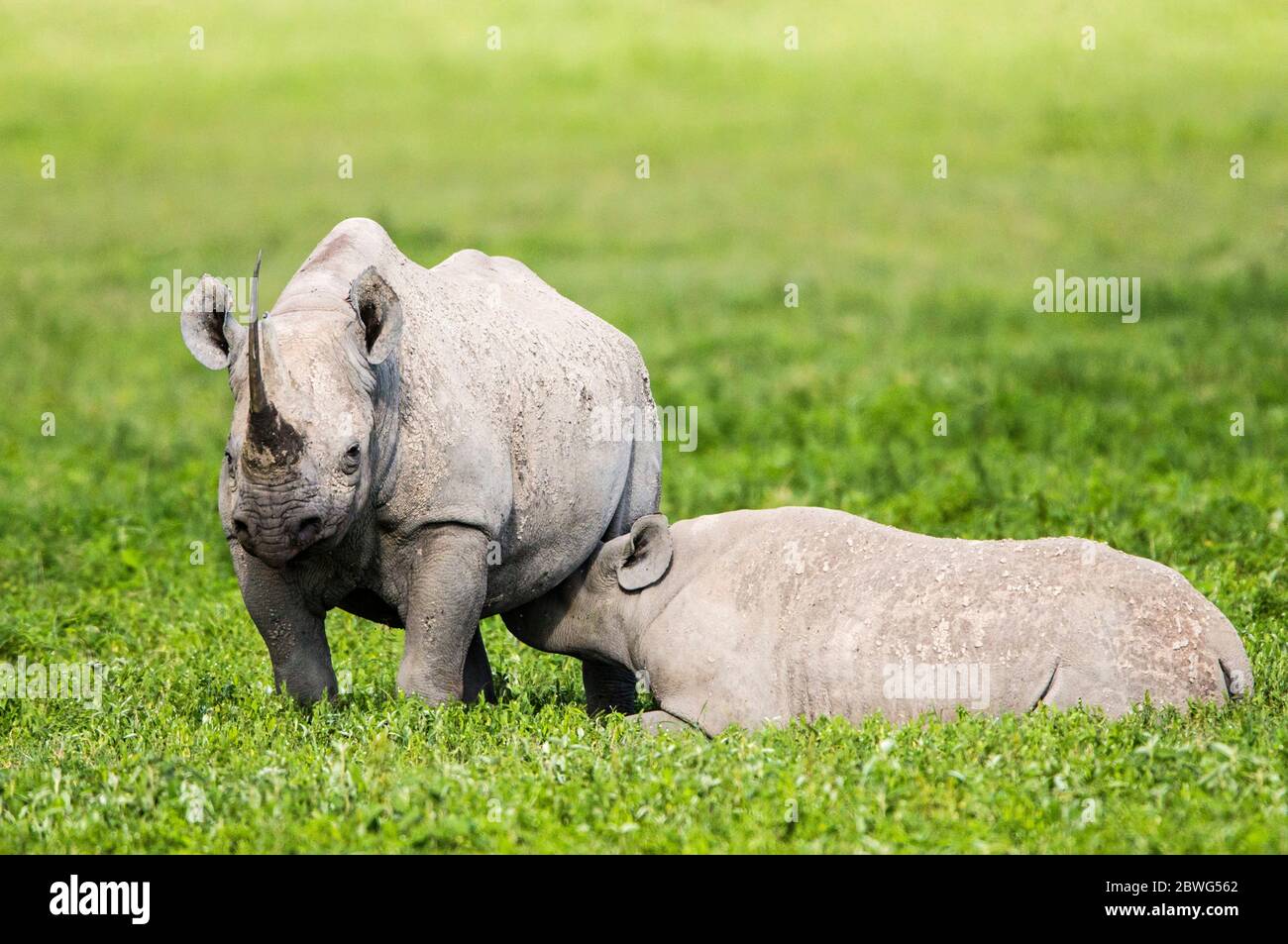 Rinoceronte nero o rinoceronte con gancio (Diceros bicornis), Area di conservazione di Ngorongoro, Tanzania, Africa Foto Stock