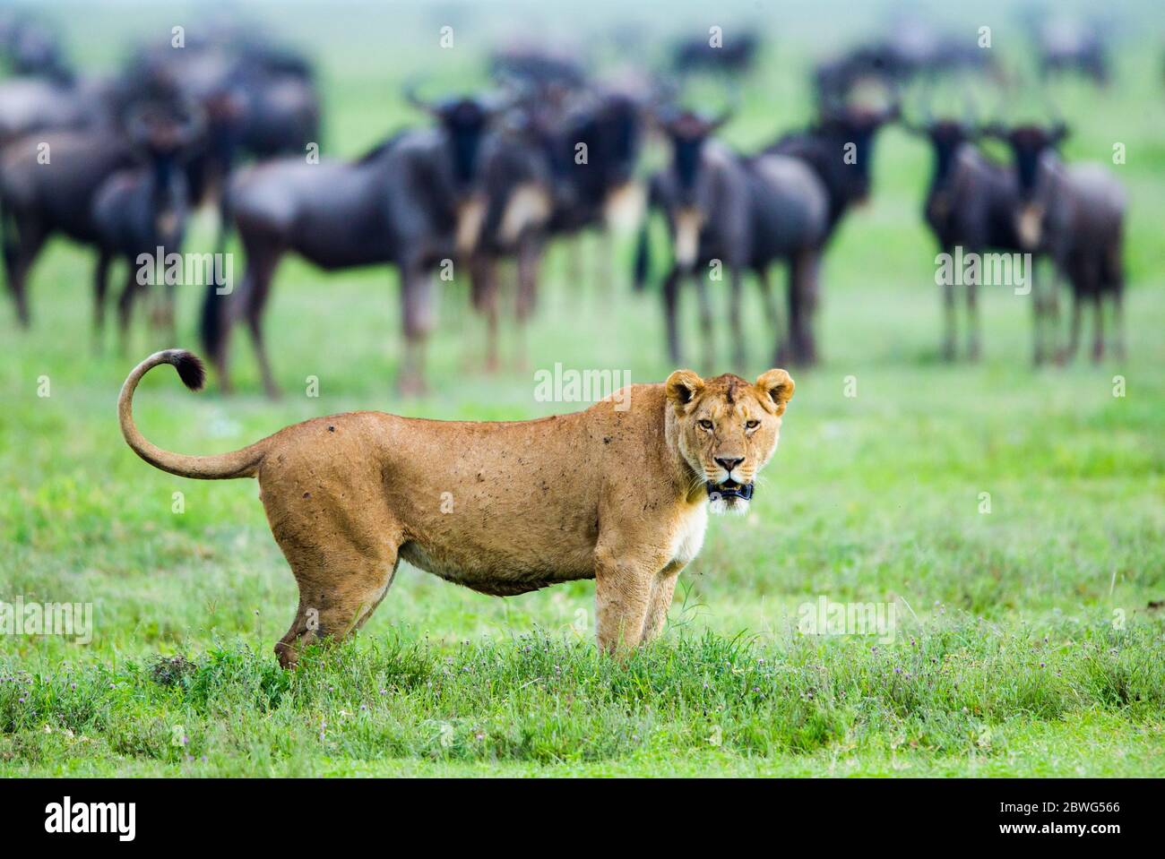 Leonessa (Panthera leo) e antilopi, Area di conservazione di Ngorongoro, Tanzania, Africa Foto Stock