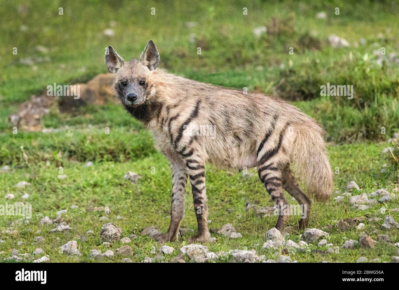 Macchia hyena (Crocuta croccuta), Ngorongoro conservazione Area, Tanzania, Africa Foto Stock