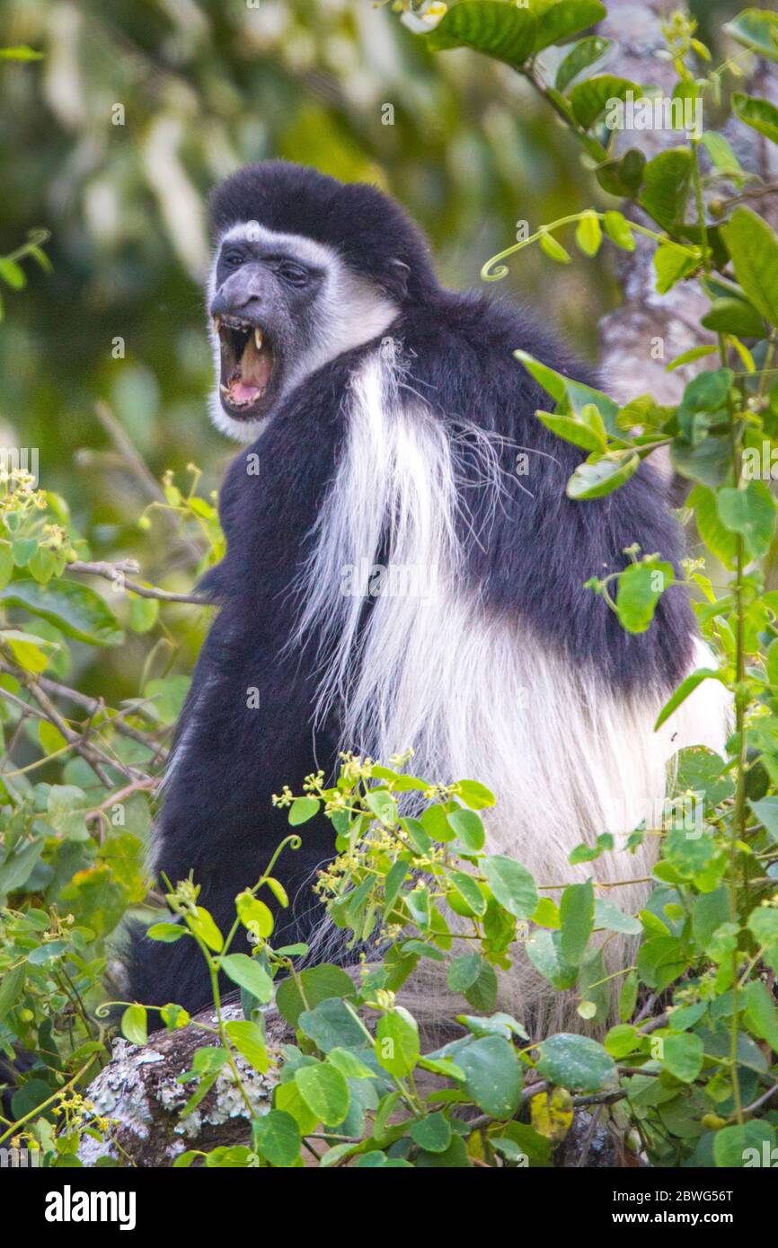 Scimmia colobus nera e bianca, Parco Nazionale di Arusha, Tanzania, Africa Foto Stock