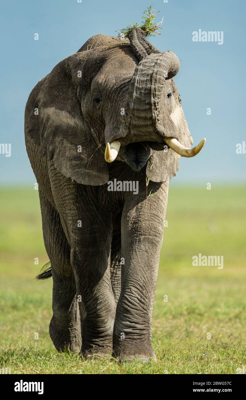 Elefante africano (Loxodonta africana), Area di conservazione di Ngorongoro, Tanzania, Africa Foto Stock