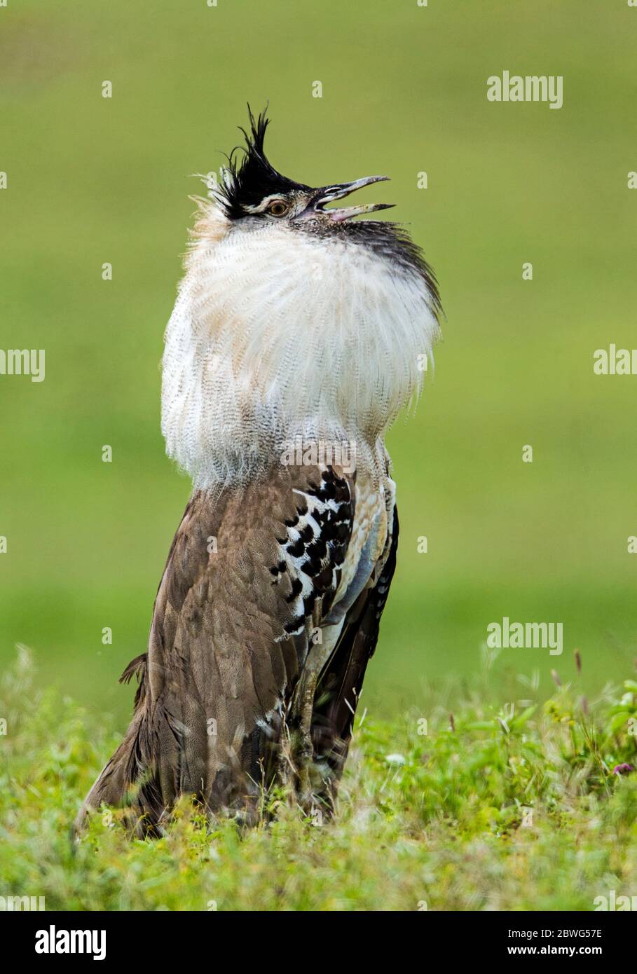 Kori bustard (Ardeotis kori), Area di conservazione di Ngorongoro, Tanzania, Africa Foto Stock