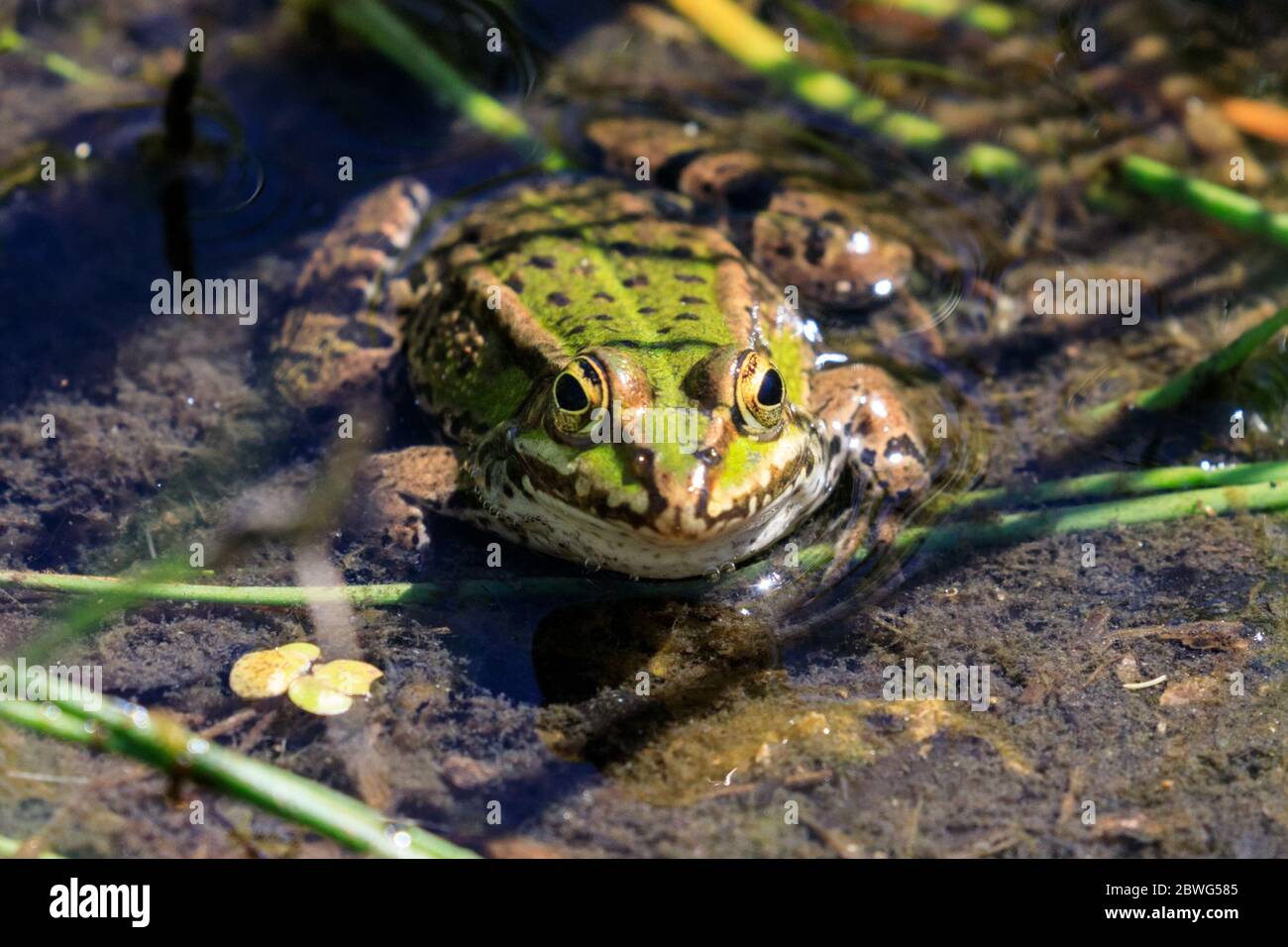 Dülmen, Munsterland, Germania. 1 Giugno 2020. Una rana verde brillante dell'acqua comune (Pelophylax esculentus) sembra grin nella macchina fotografica mentre prendisole in un punto tranquillo vicino ad un laghetto. Credit: Imageplotter/Alamy Live News Foto Stock