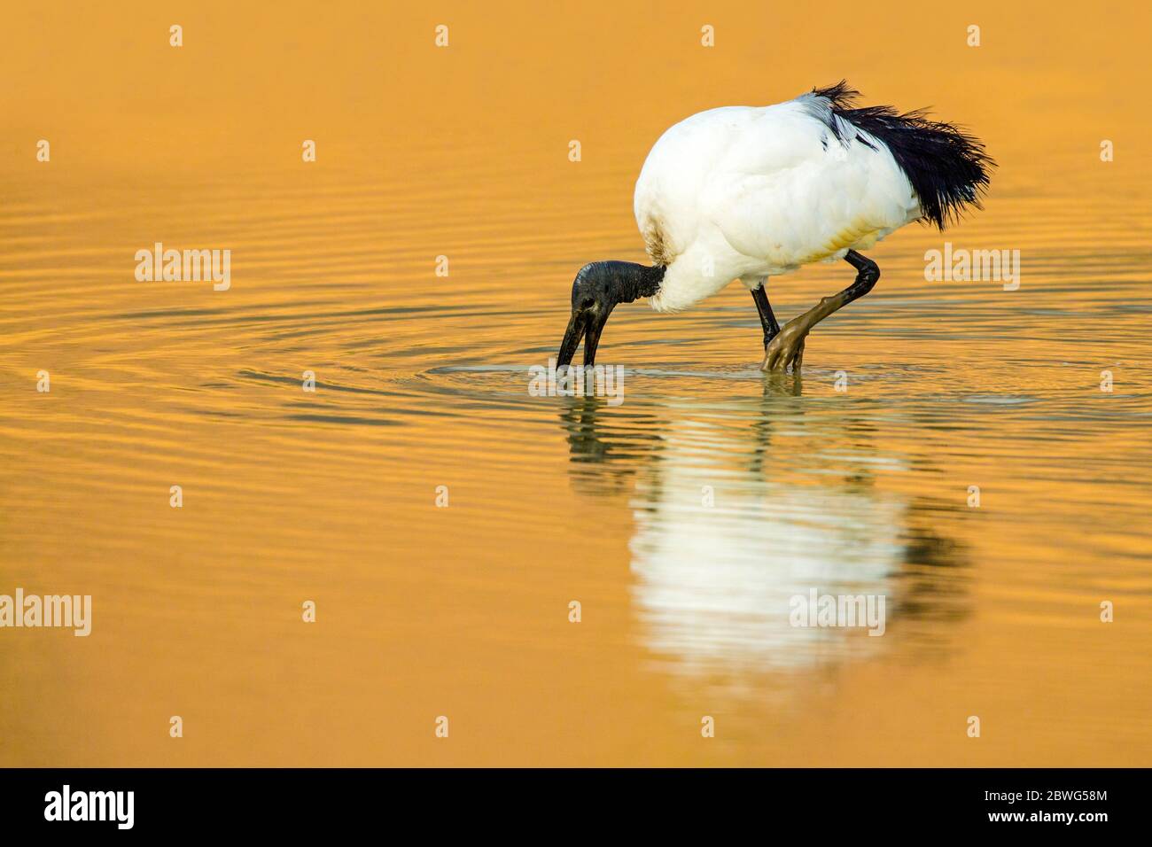 African Sacred ibis (Threskiornis aethiopicus), Area di conservazione di Ngorongoro, Tanzania, Africa Foto Stock