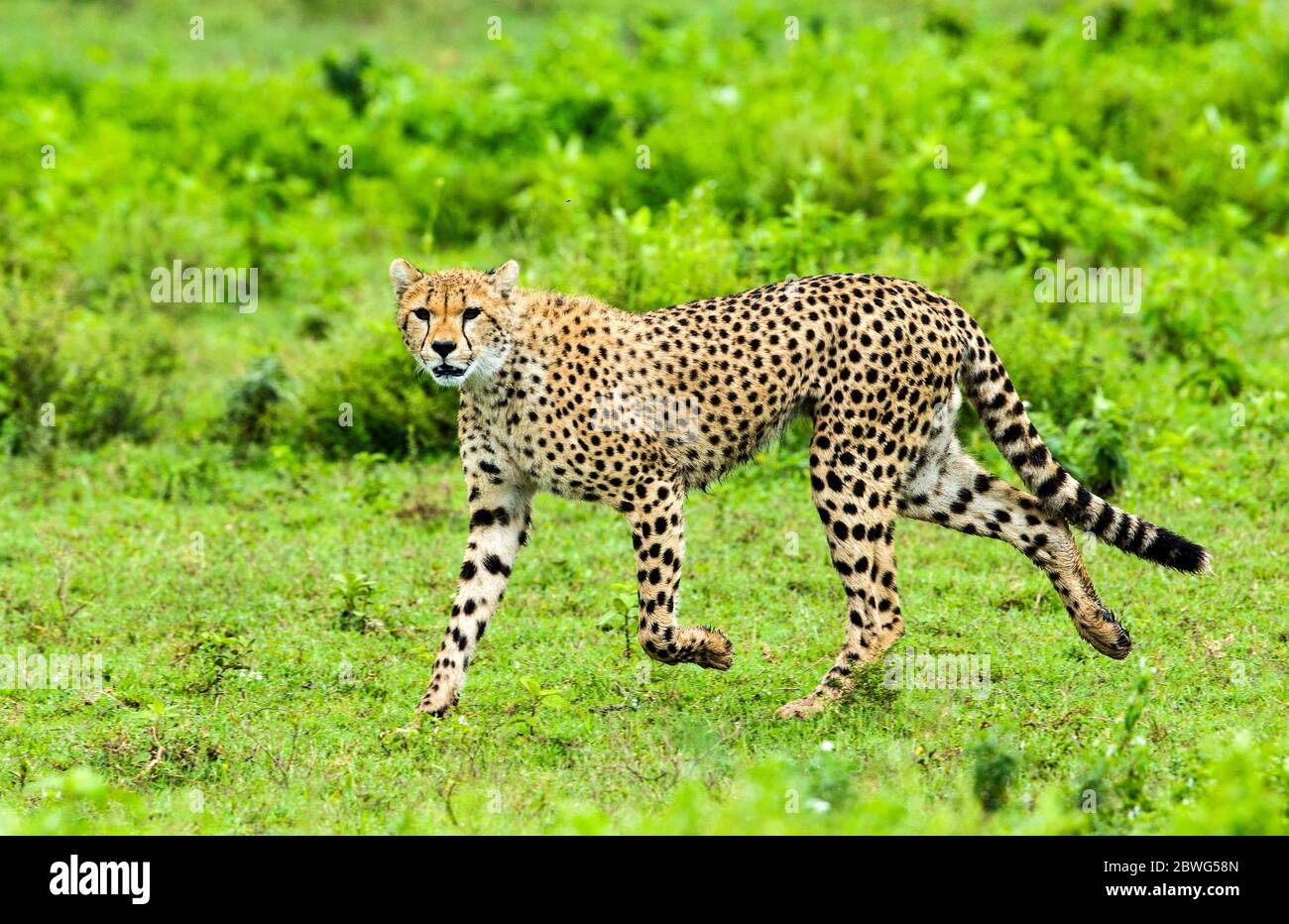 Cheetah (Acinonyx jubatus), Ngorongoro Conservation Area, Tanzania, Africa Foto Stock