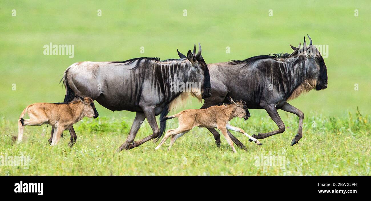 wildebeest dalla boscata bianca (Connochaetes taurinus mearnsi) con i vitelli in esecuzione, Area di conservazione di Ngorongoro, Tanzania, Africa Foto Stock