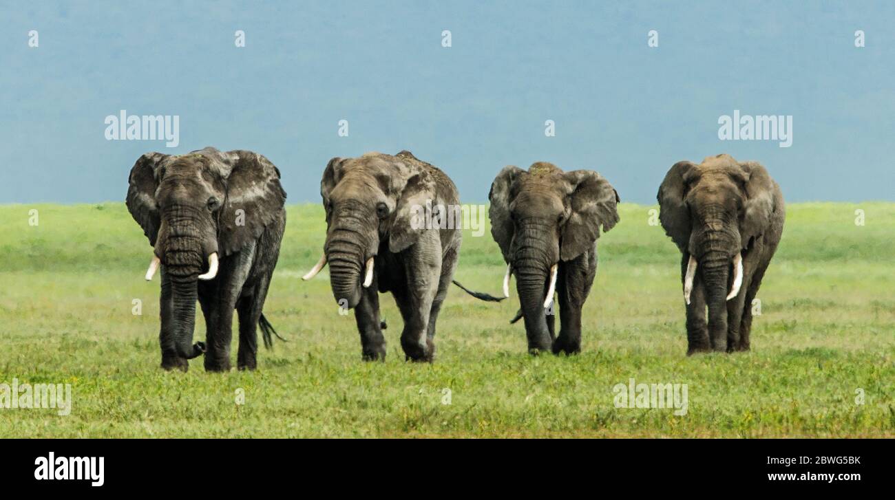 Quattro elefanti africani (Loxodonta africana) che camminano fianco a fianco, Parco Nazionale di Tarangire, Tanzania, Africa Foto Stock