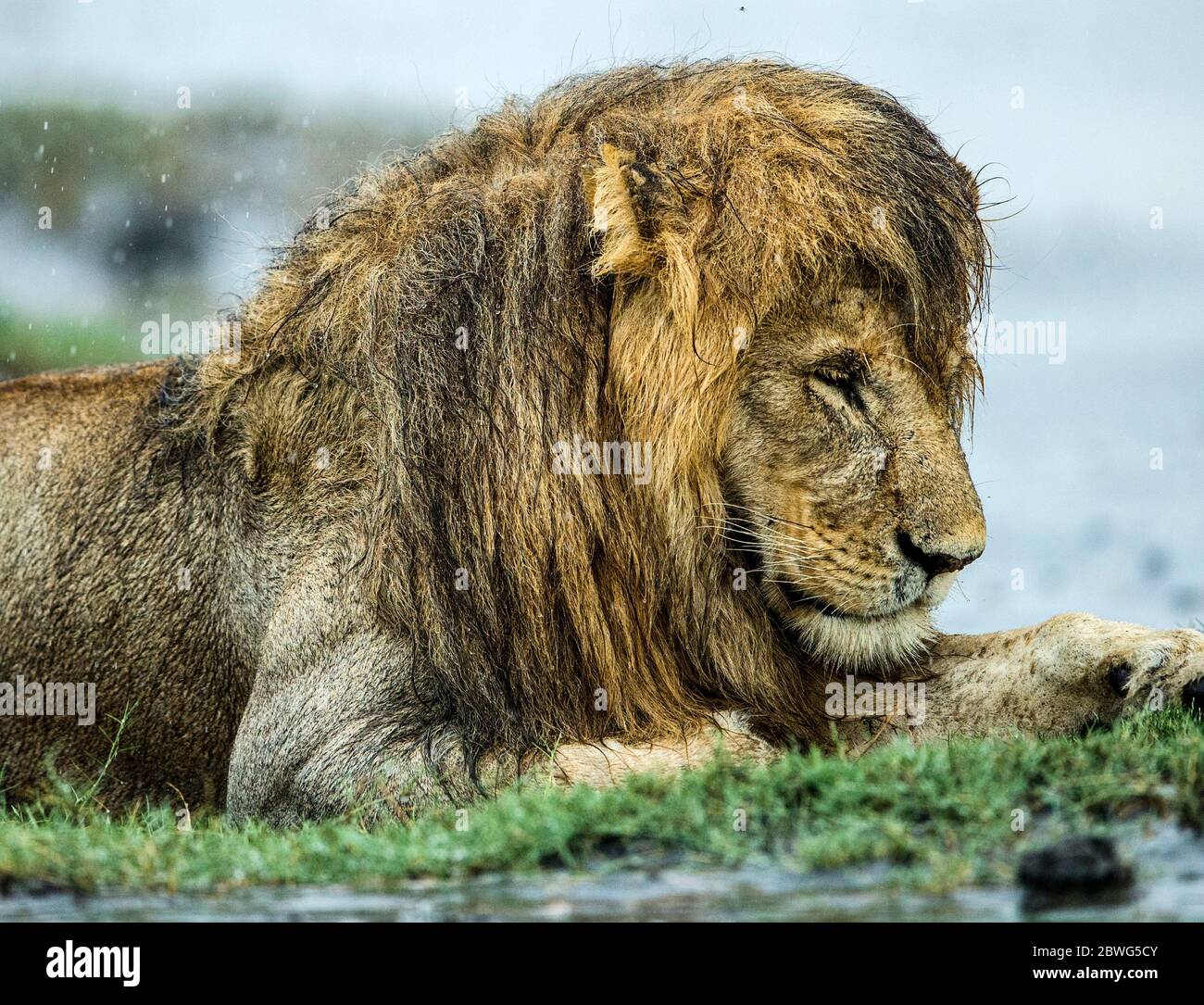 Leone maschio (Panthera leo), Area di conservazione di Ngorongoro, Tanzania, Africa Foto Stock