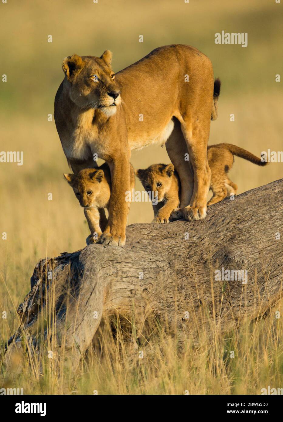 Leonessa con i cuccioli (Panthera leo), Parco Nazionale Serengeti, Tanzania, Africa Foto Stock