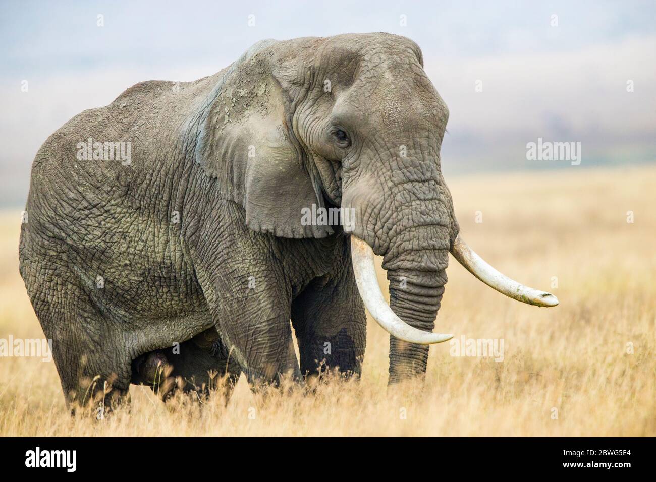 Elefante africano (Loxodonta africana), Area di conservazione di Ngorongoro, Tanzania, Africa Foto Stock