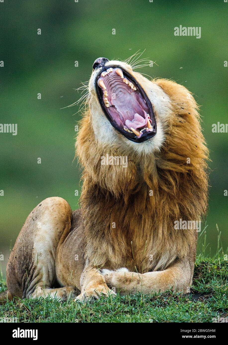Leone maschio (Panthera leo) ruggito, Ngorongoro Conservation Area, Tanzania, Africa Foto Stock
