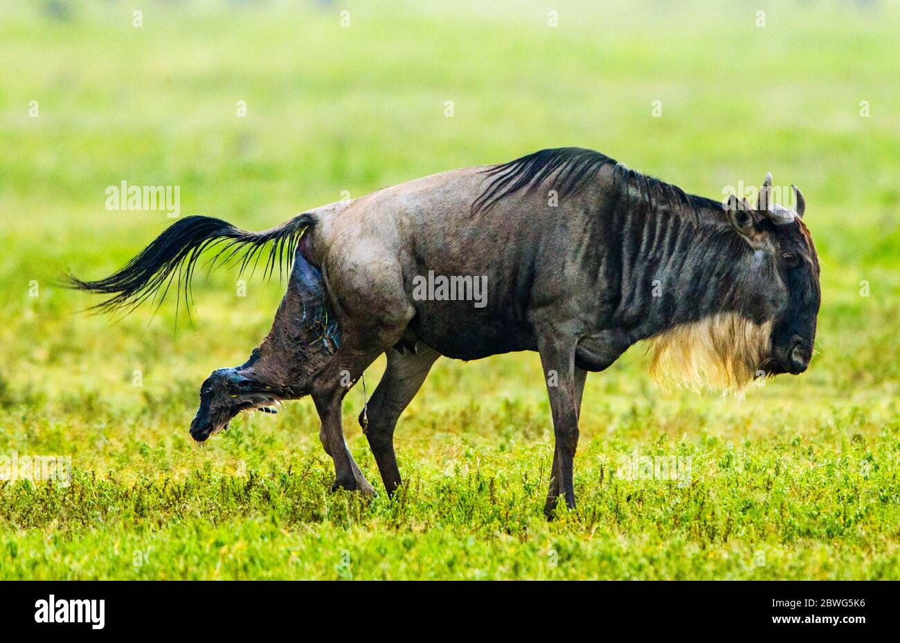 wildebeest dalla boscata bianca (Connochaetes taurinus mearnsi) che dà alla luce, Area di conservazione di Ngorongoro, Tanzania, Africa Foto Stock
