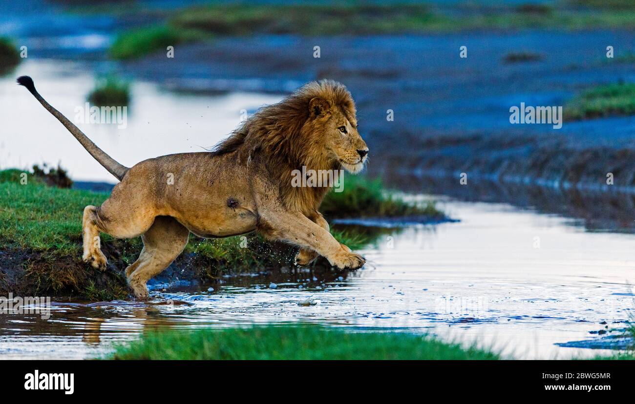 Lion (Panthera leo) Running, Area di conservazione di Ngorongoro, Tanzania, Africa Foto Stock