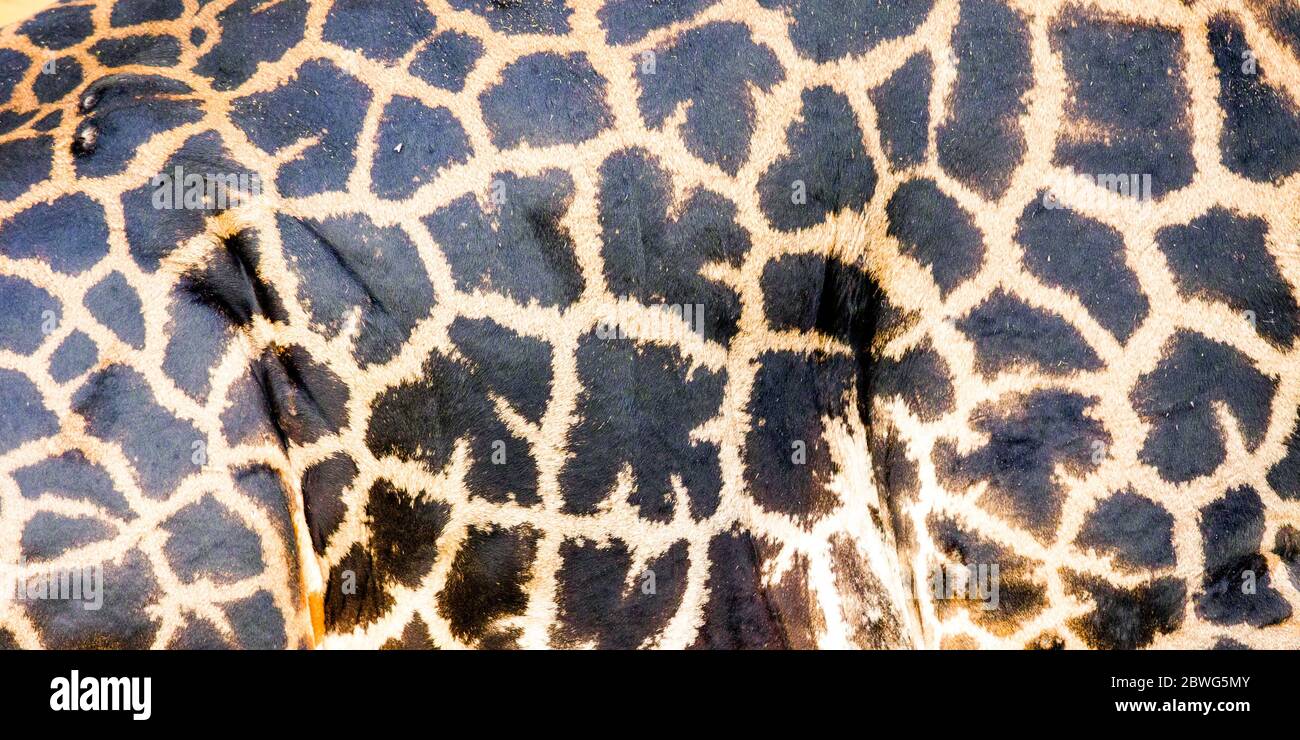 Primo piano di pelle di giraffe Masai (Giraffa camelopardalis tippelskirchii), Parco Nazionale Tarangire, Tanzania, Africa Foto Stock