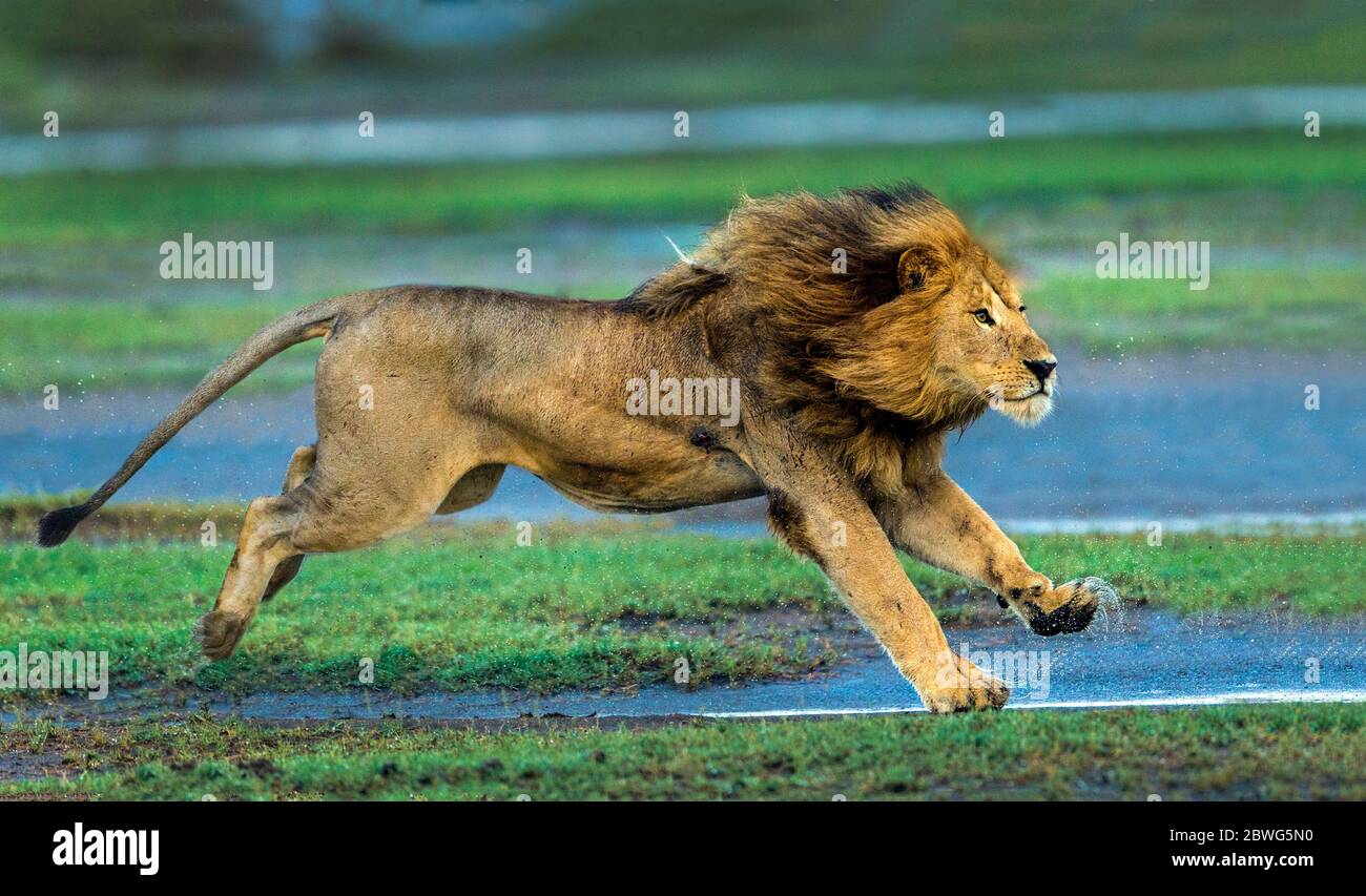 Lion (Panthera leo) Running, Area di conservazione di Ngorongoro, Tanzania, Africa Foto Stock