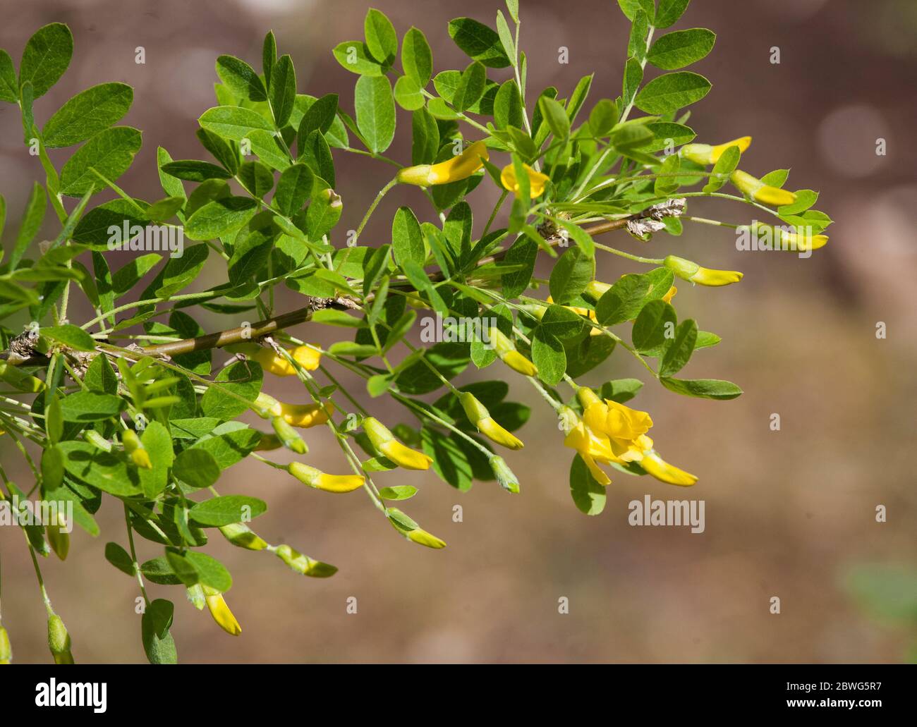 CARAGANA arborescens arbusti o piccoli alberi Foto Stock