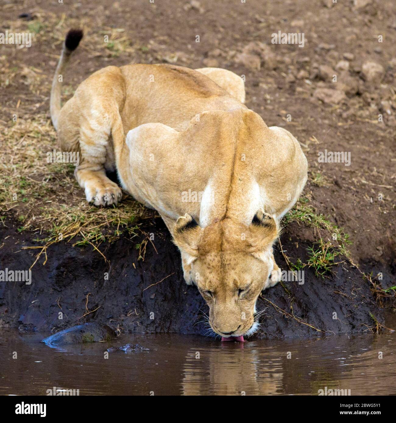 Leonessa (Panthera leo) che beve presso la sorgente, Area di conservazione di Ngorongoro, Tanzania, Africa Foto Stock