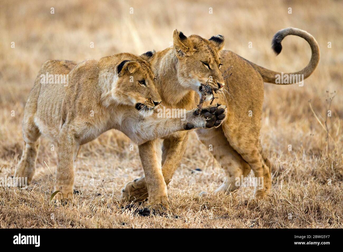 Fotografia naturalistica di due leonesse (Panthera leo), Area di conservazione di Ngorongoro, Tanzania, Africa Foto Stock
