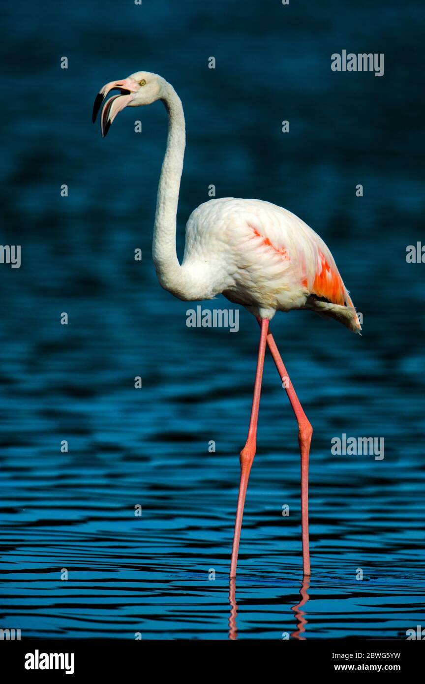 Grande fenicottero (fenicottero roseo) che cammina in acqua, Ngorongoro conservazione Area, Tanzania, Africa Foto Stock