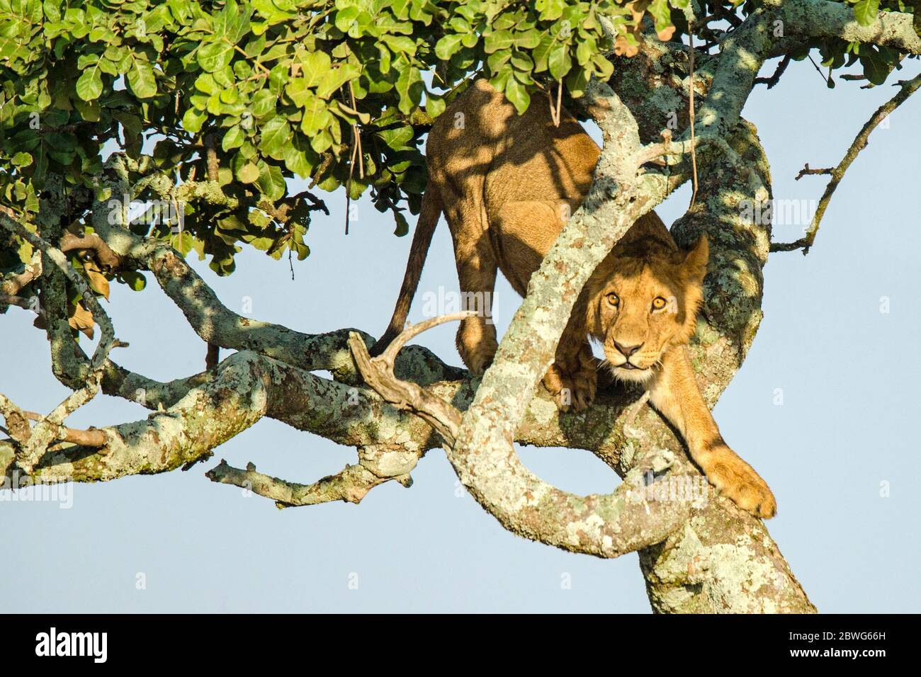 Leonessa (Panthera leo) su albero, Parco Nazionale Serengeti, Tanzania, Africa Foto Stock