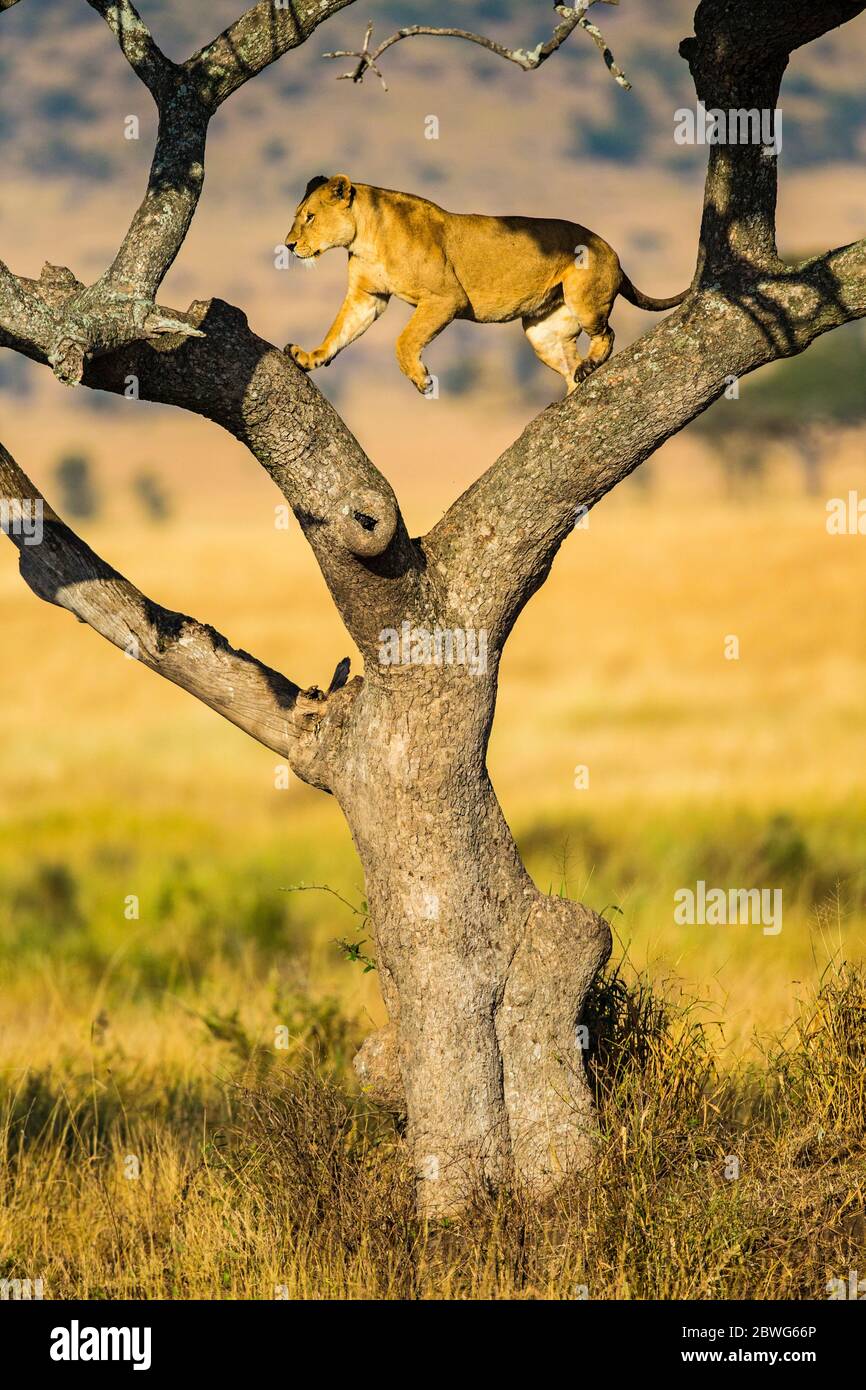 Leonessa (Panthera leo) su albero, Parco Nazionale Serengeti, Tanzania, Africa Foto Stock