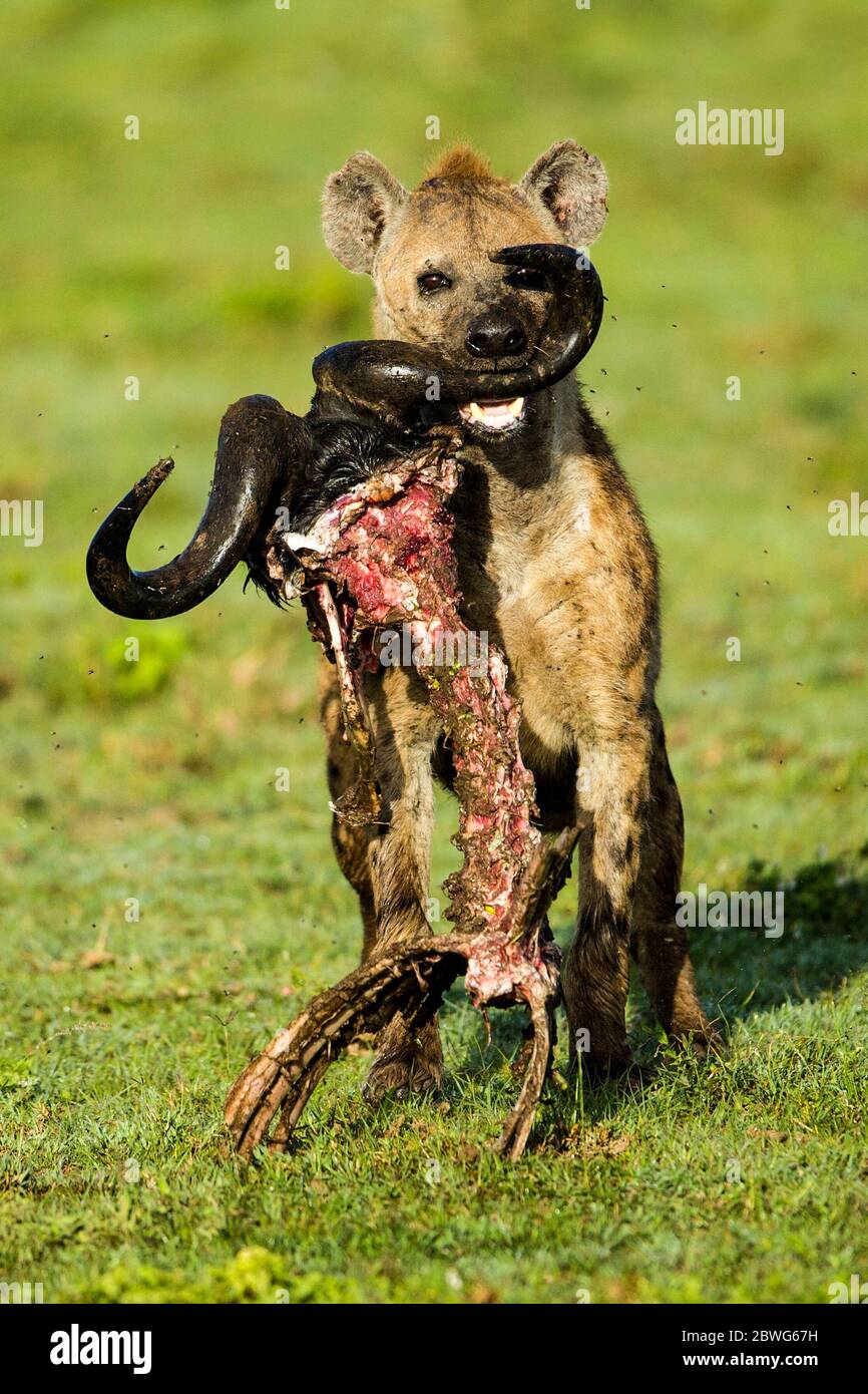 Iena macchiata (Crocuta croccuta) che porta in bocca colonna vertebrale animale morta, Ngorongoro Conservation Area, Tanzania, Africa Foto Stock