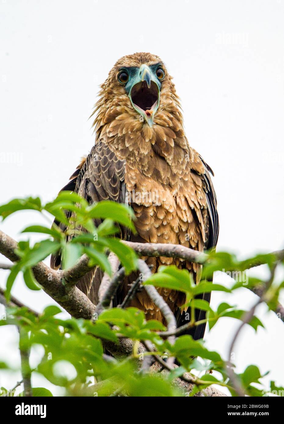 Aquila brulicante (Aquila rapax) che perching su albero, Ngorongoro conservazione Area, Tanzania, Africa Foto Stock