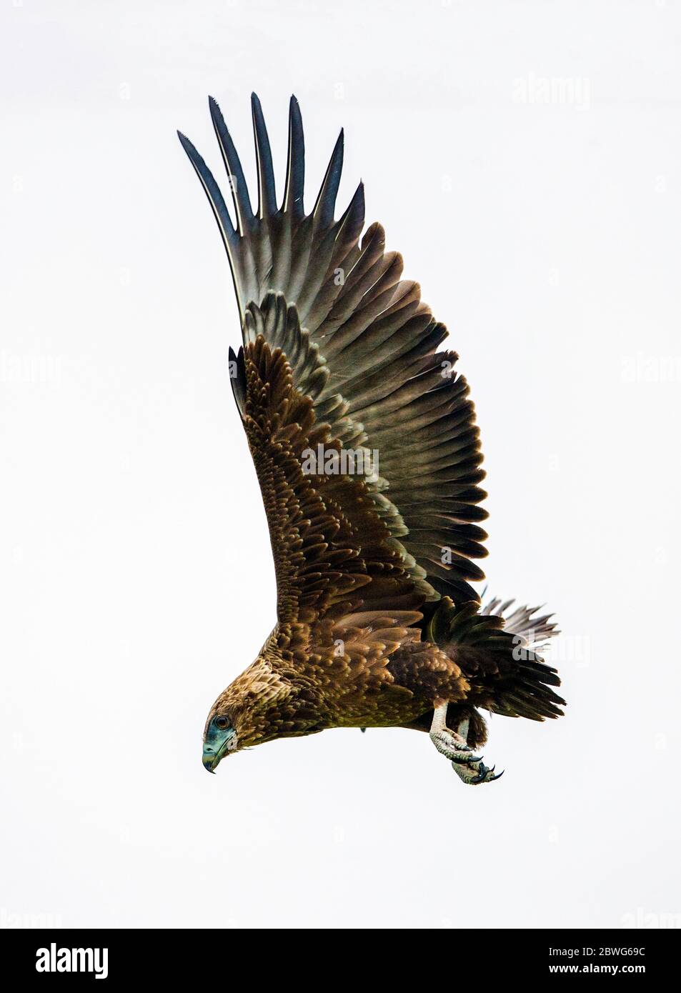 Bateleur (Terathopius ecaudatus), zona di conservazione di Ngorongoro, Tanzania, Africa Foto Stock