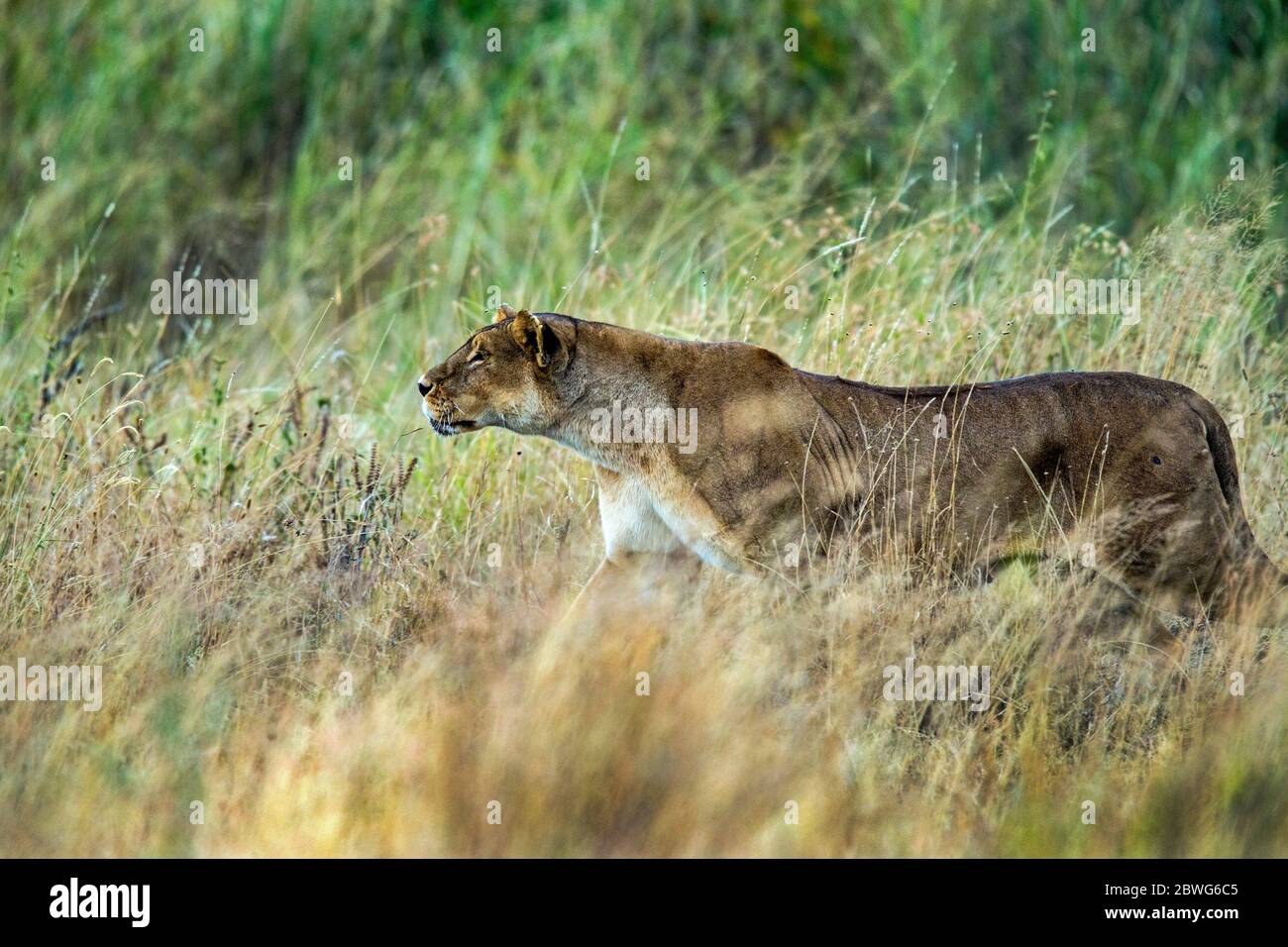 Leonessa (Panthera leo), il Parco Nazionale del Serengeti, Tanzania Africa Foto Stock