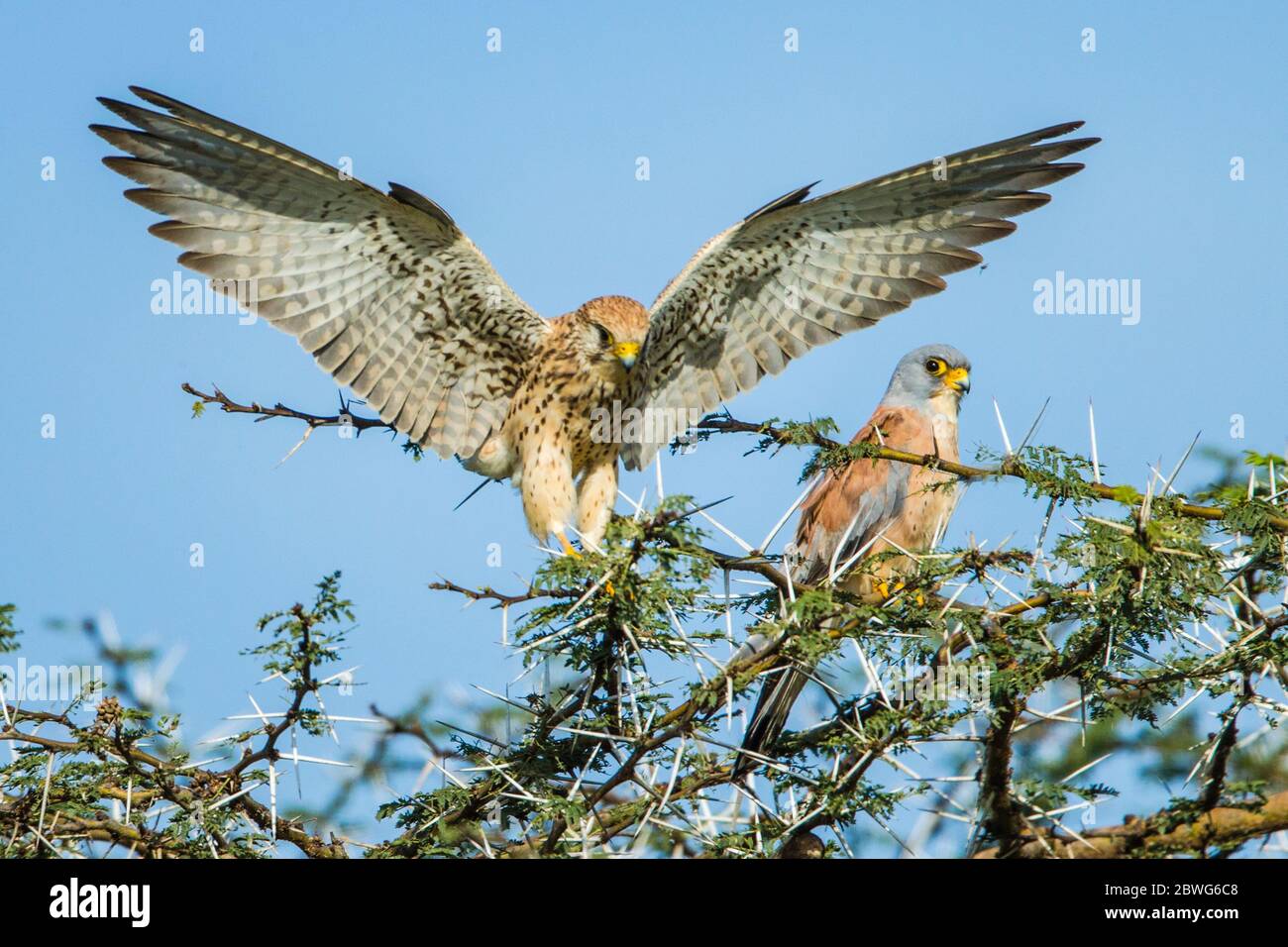 Due gheppi grigi (Falco ardosiaceus) uccelli su albero, Parco Nazionale Serengeti, Tanzania, Africa Foto Stock