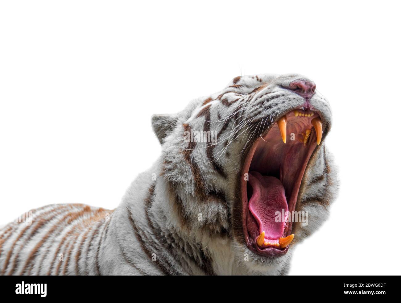 Primo piano di ringhiante tigre bianca / tigre sbiancata (Panthera tigris) variante di pigmentazione della tigre del Bengala, che mostra grandi canine e lingua, contro Foto Stock