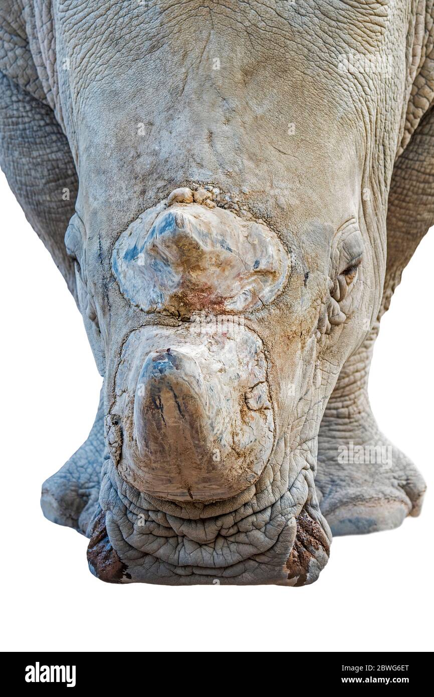 Rinoceronte bianco (Ceratotherium simum) primo piano di un ritratto di maschio, originario dell'Africa orientale e meridionale su sfondo bianco Foto Stock