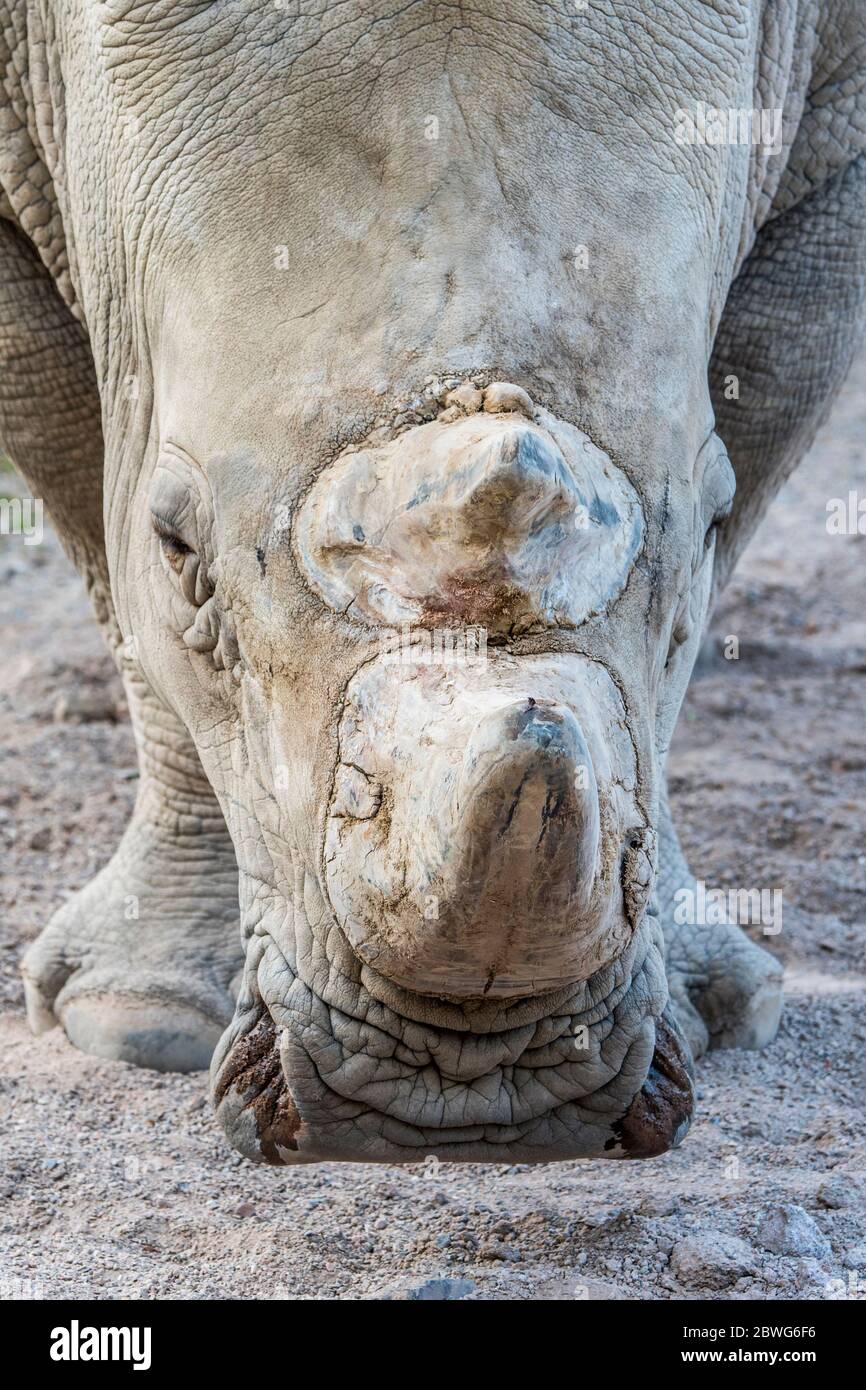 Rinoceronte bianco (Ceratotherium simum) primo piano di maschio, originario dell'Africa orientale e meridionale Foto Stock