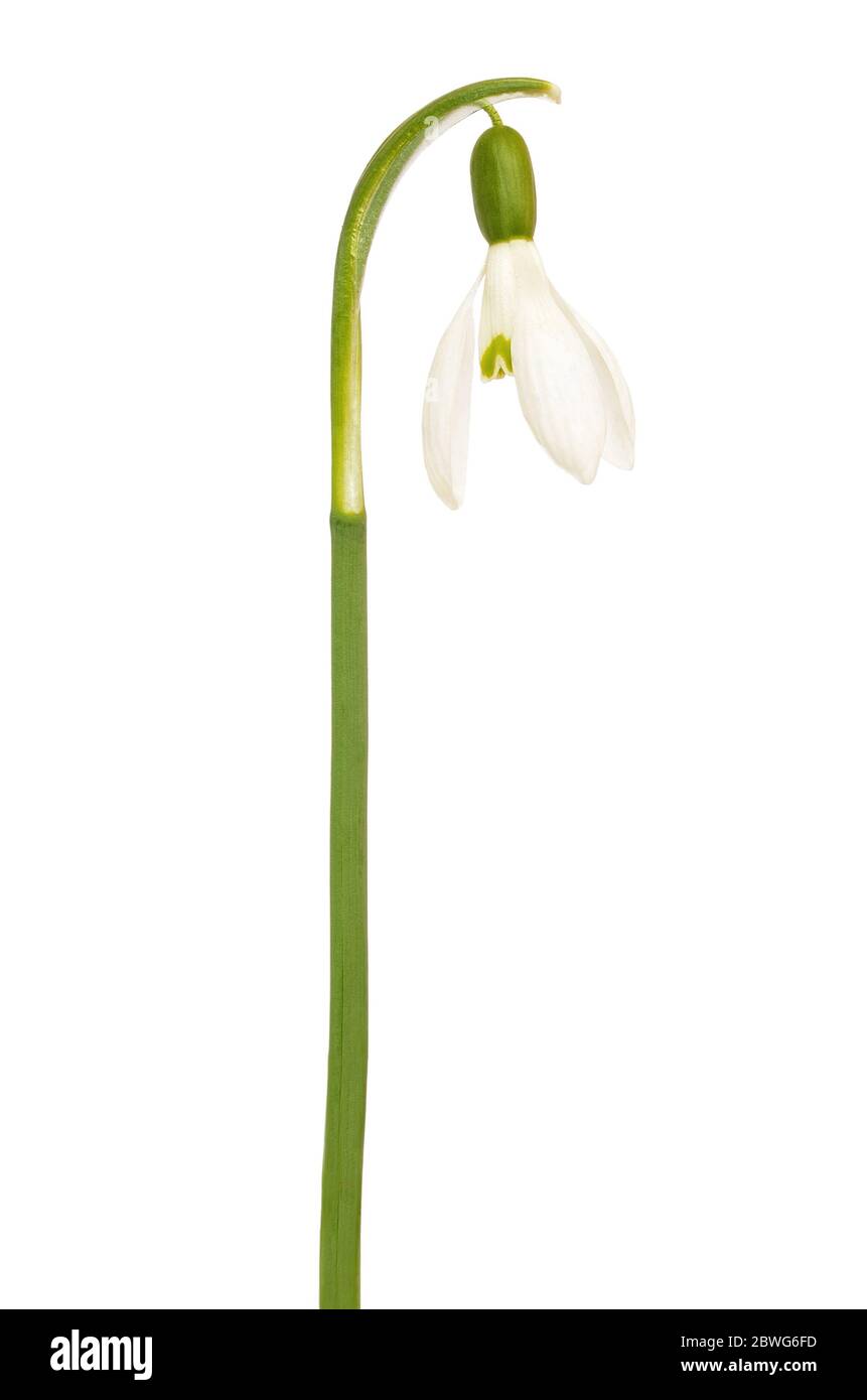 Snowdrop (Galanthus nivalis) fiore isolato su sfondo bianco Foto Stock