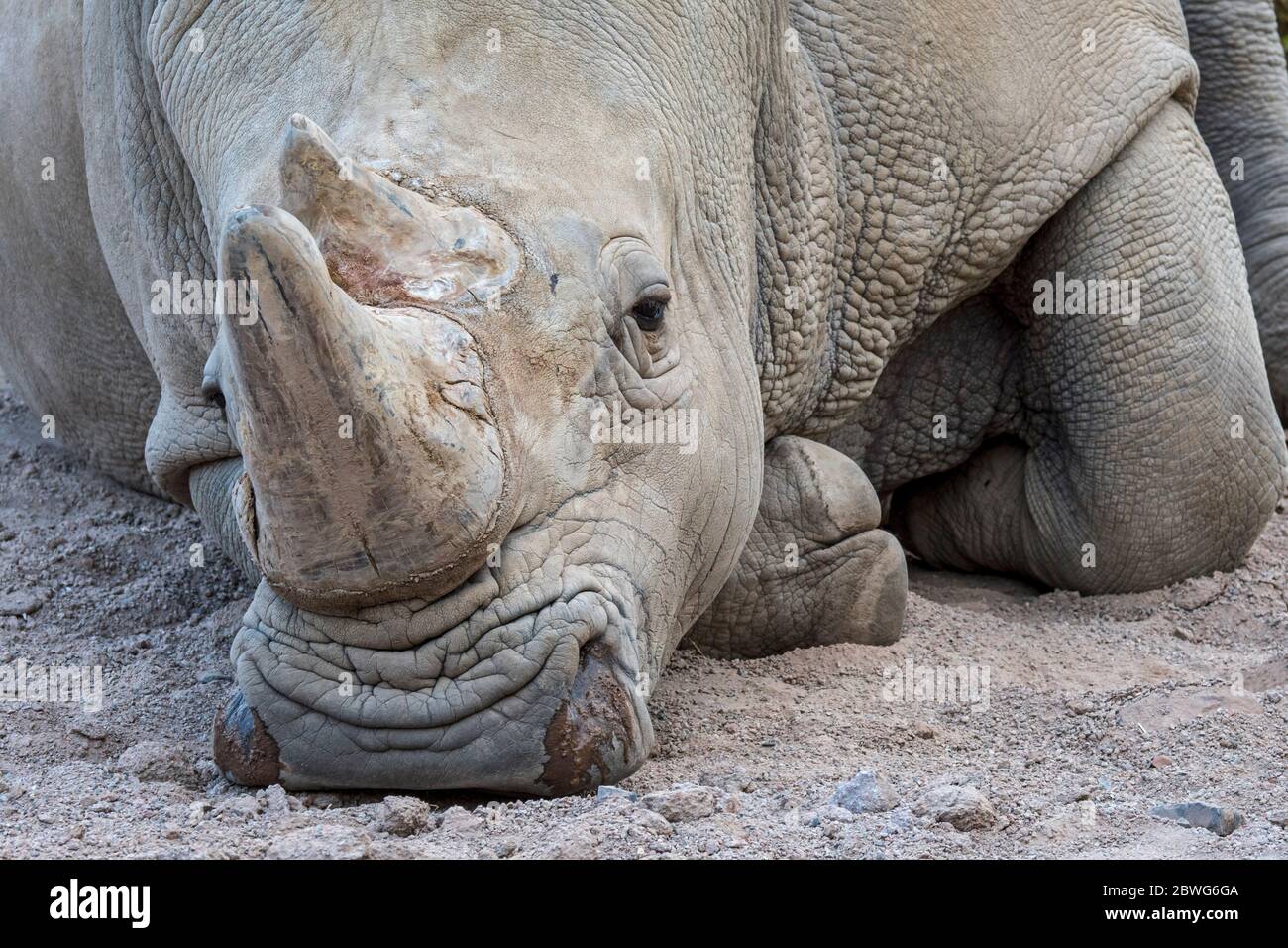 Rinoceronte bianco (Ceratotherium simum) primo piano di maschio, originario dell'Africa orientale e meridionale Foto Stock