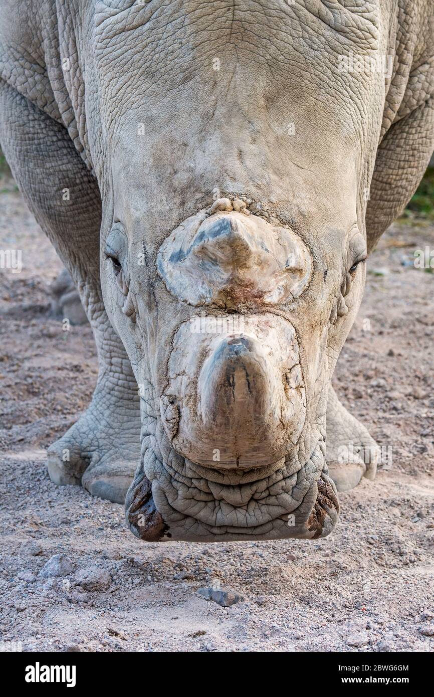 Rinoceronte bianco (Ceratotherium simum) primo piano di maschio, originario dell'Africa orientale e meridionale Foto Stock