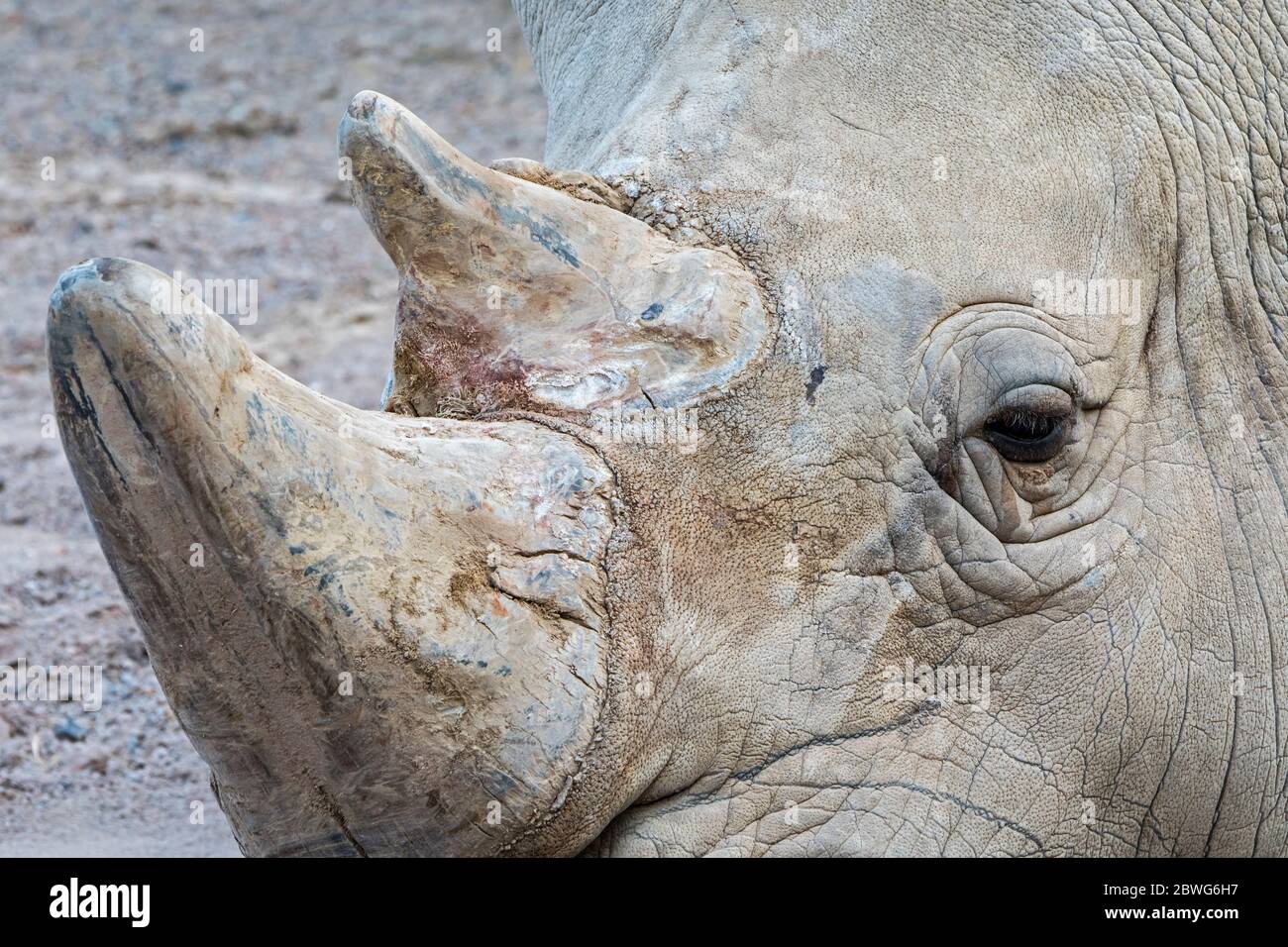 Rinoceronte bianco (Ceratotherium simum) primo piano di maschio, originario dell'Africa orientale e meridionale Foto Stock