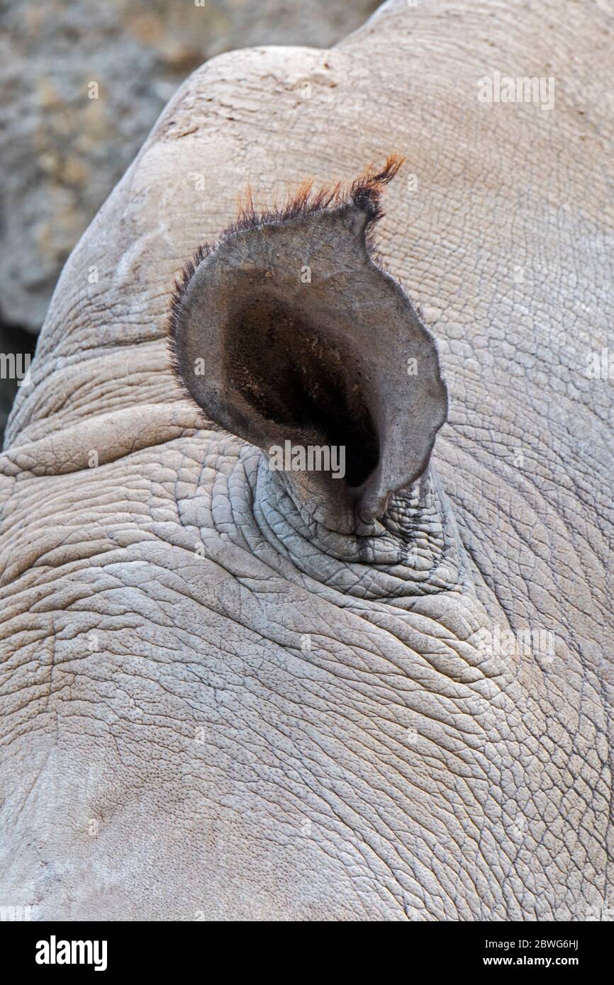 Rinoceronte bianco (Ceratotherium simum) primo piano dell'orecchio, originario dell'Africa orientale e meridionale Foto Stock