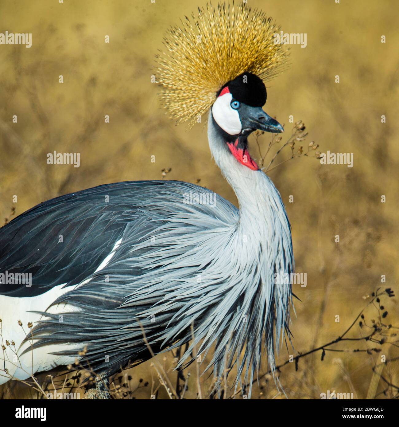 Uccello di secretarybird o uccello di segretaria (Sagittario serpentarius), Cratere di Ngorongoro, Tanzania, Africa Foto Stock