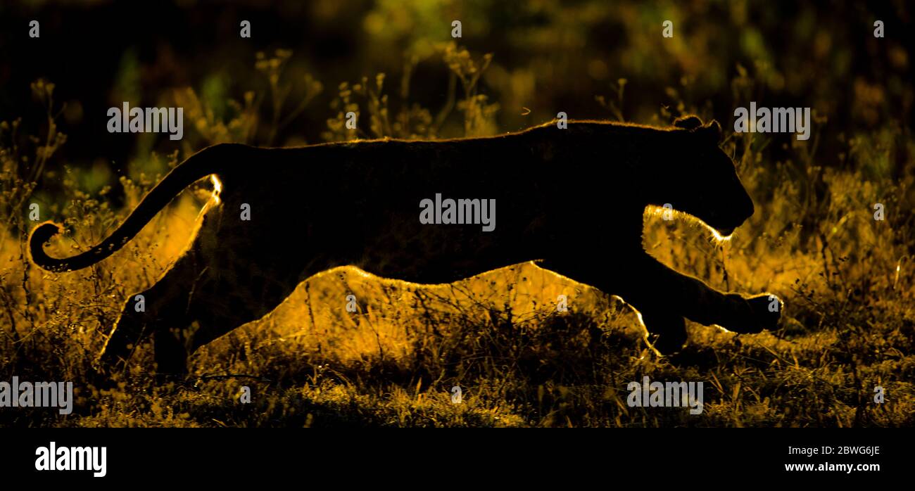 Silhouette di leonessa da corsa (Panthera leo) al tramonto, Area di conservazione di Ngorongoro, Tanzania, Africa Foto Stock