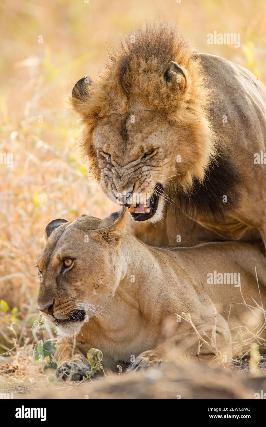 Lions (Panthera leo), Parco Nazionale Serengeti, Tanzania, Africa Foto Stock