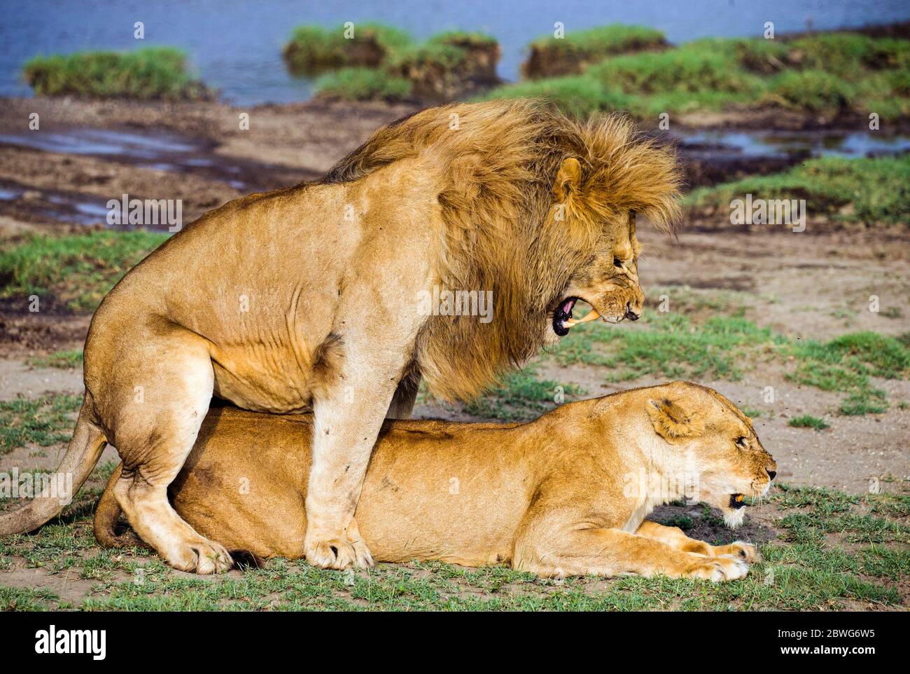 Lions (Panthera leo), Parco Nazionale Serengeti, Tanzania, Africa Foto Stock