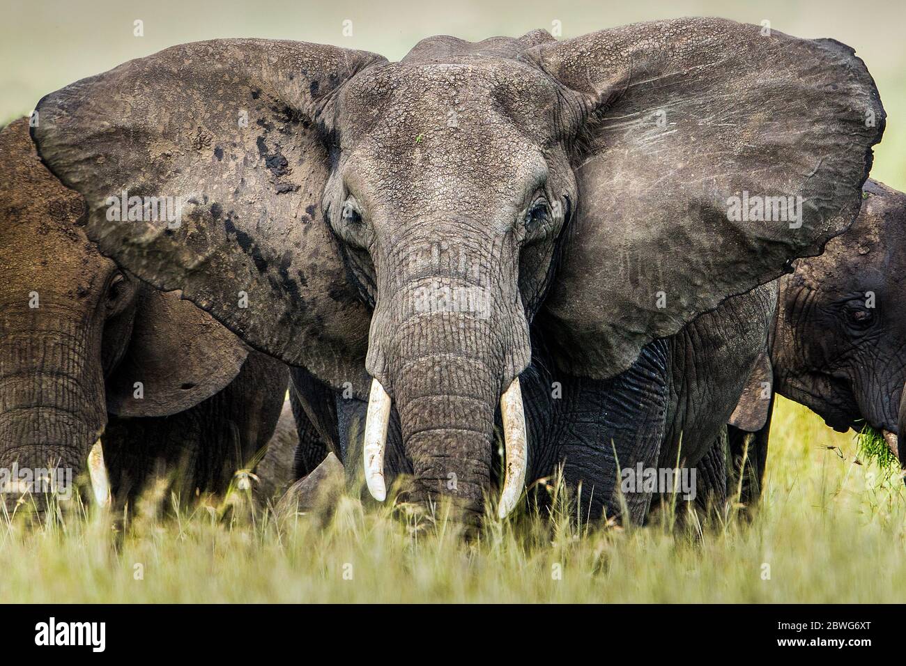 Elefante africano (Loxodonta africana), Parco Nazionale Serengeti, Tanzania, Africa Foto Stock
