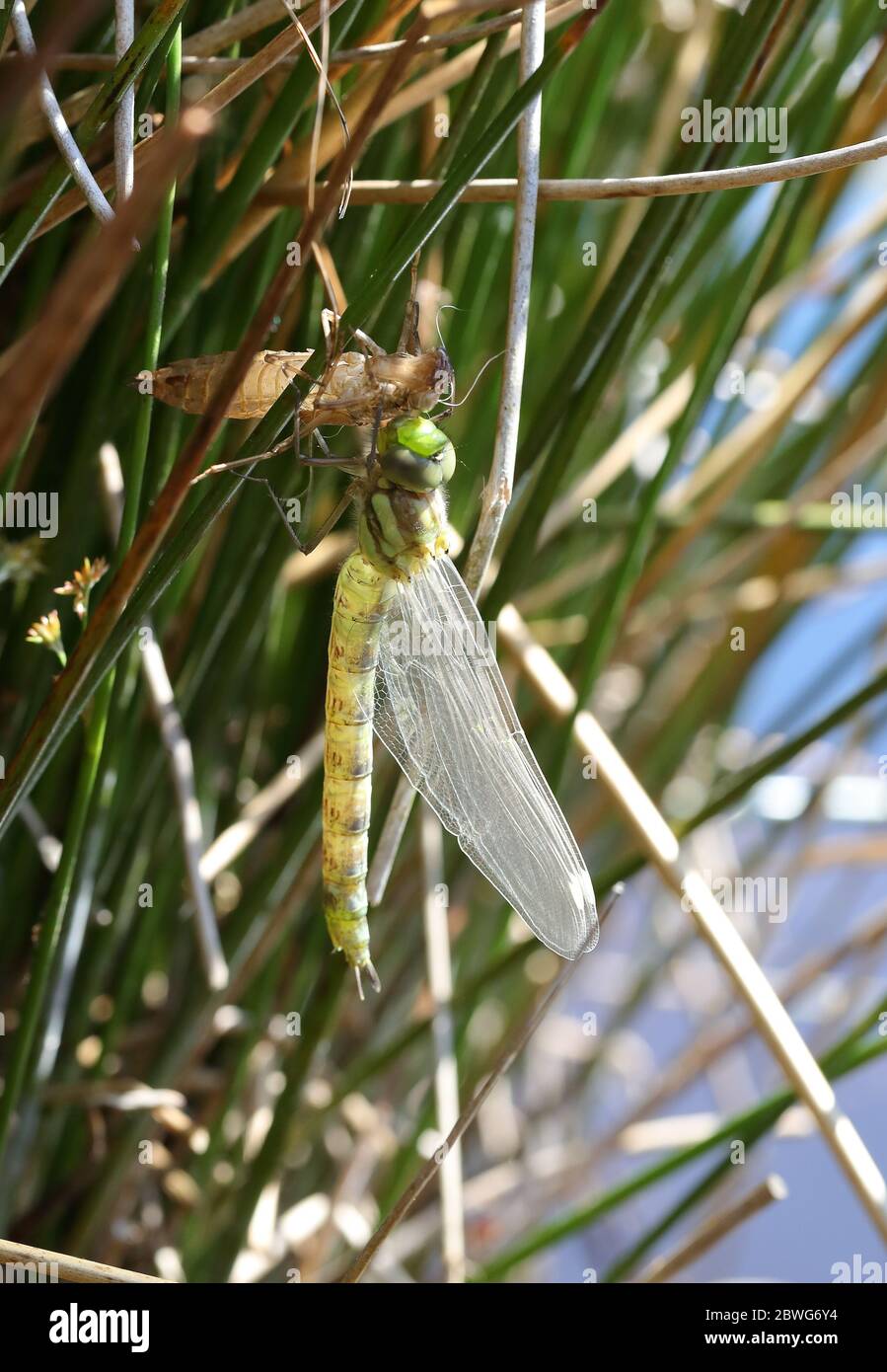 Appena emerse Southern Hawker Foto Stock
