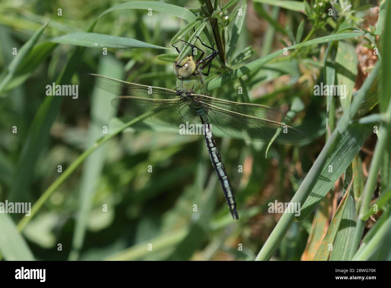 Femmina a forma di libellula imperatore Foto Stock