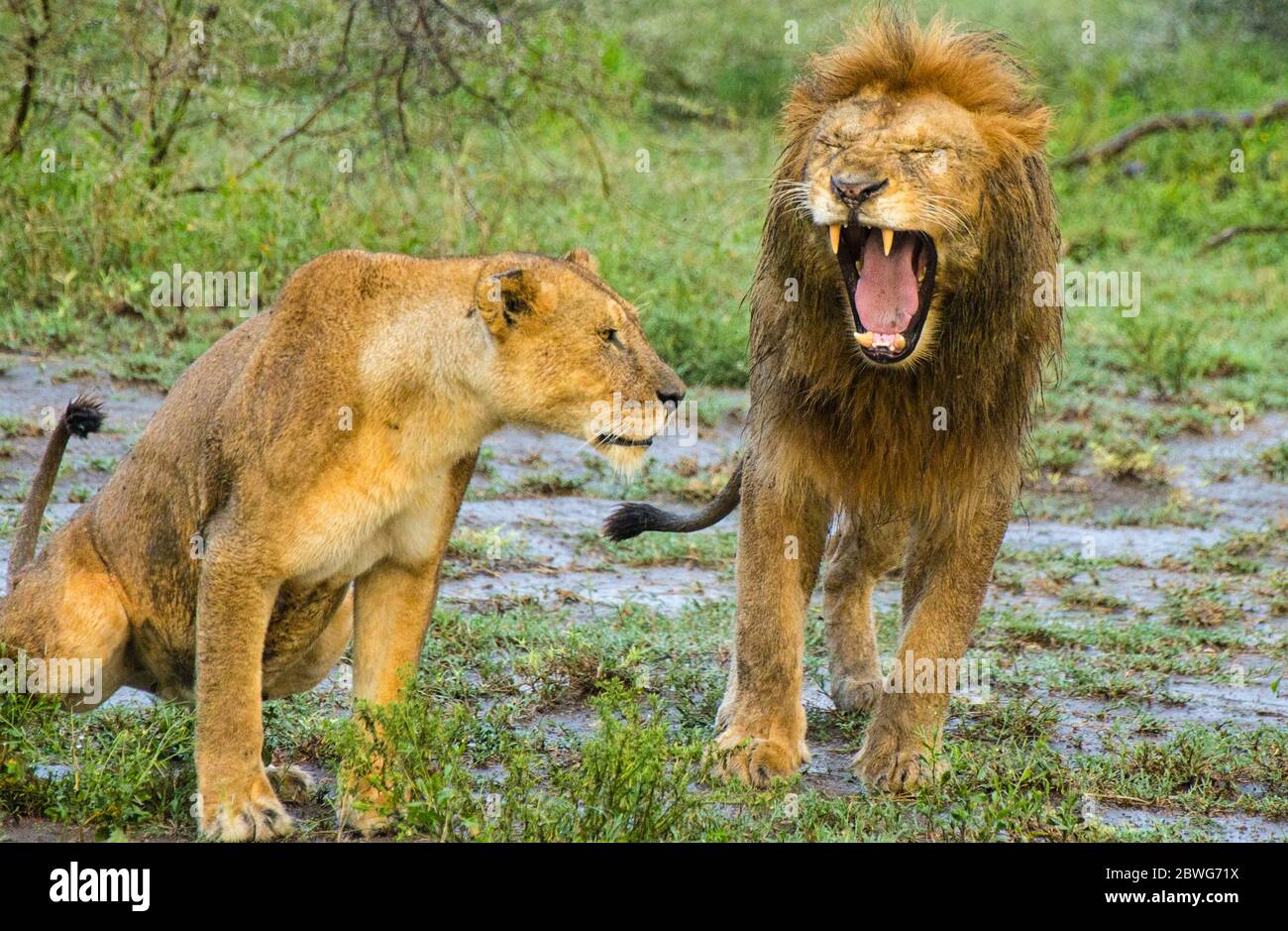 Leoni maschi e femmine (Panthera leo), Area di conservazione di Ngorongoro, Tanzania, Africa Foto Stock