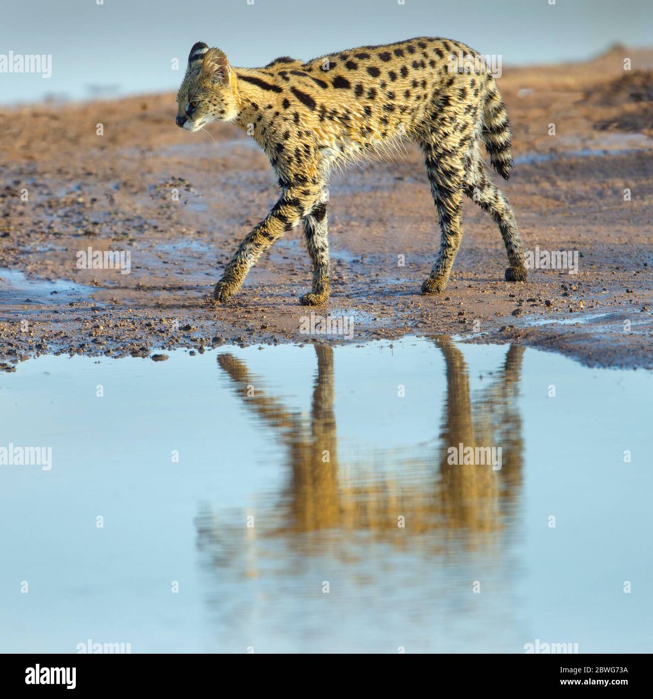 Serval (Leptailurus serval), Cratere di Ngorongoro, Tanzania, Africa Foto Stock