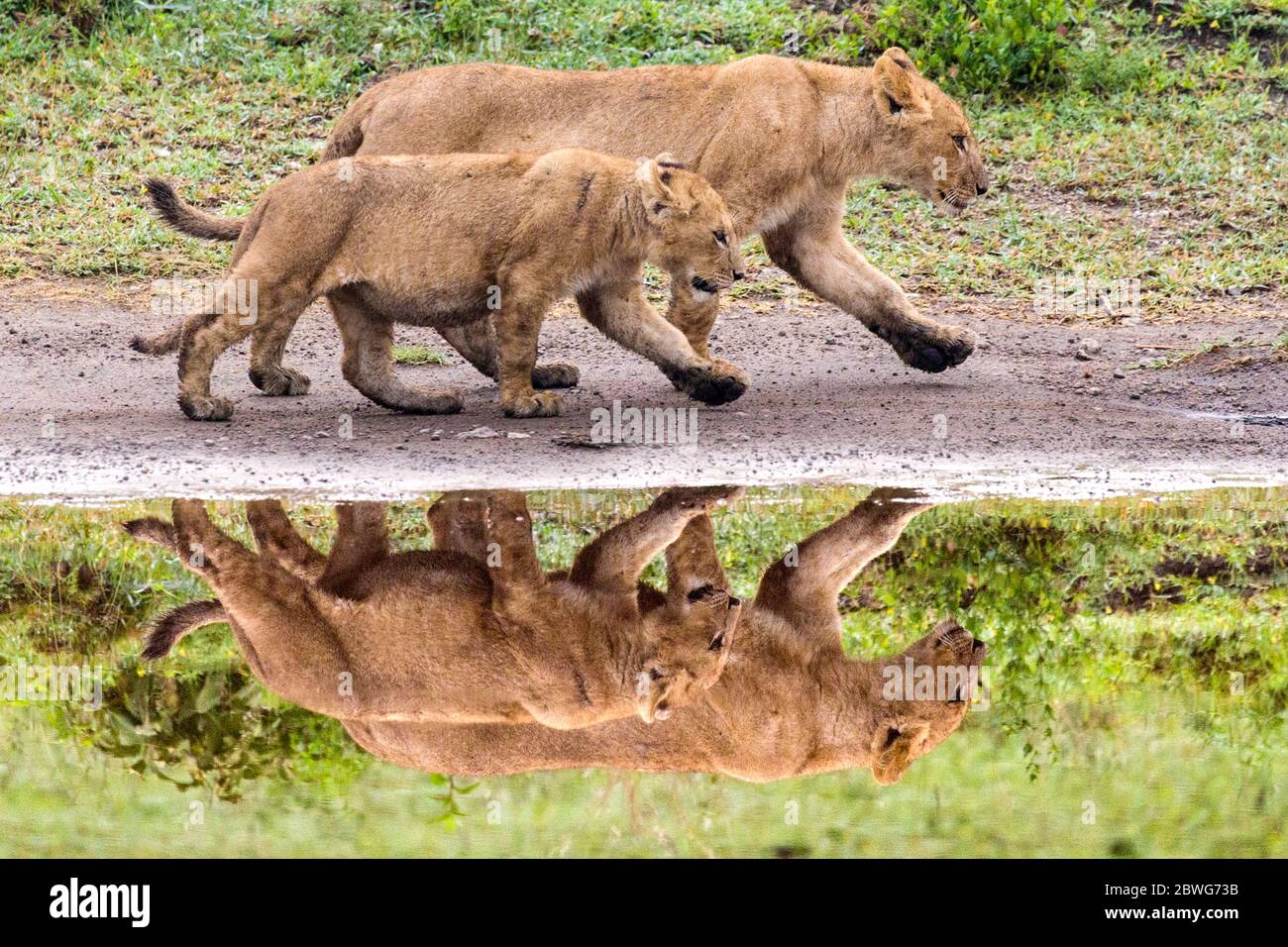 Leonessa (Panthera leo) con cucciolo, Area di conservazione di Ngorongoro, Tanzania, Africa Foto Stock